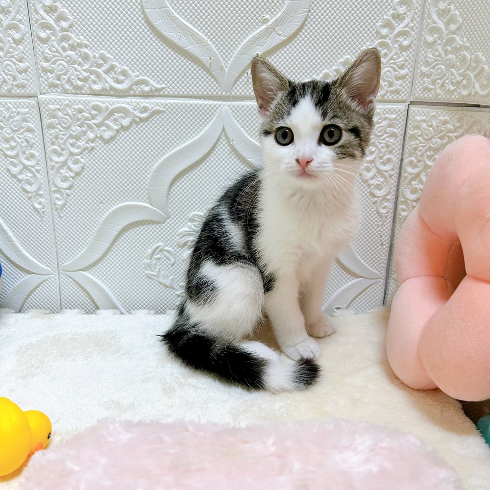 愛知県のスコティッシュストレート (犬の家＆猫の里岡崎店/2026年5月1日生まれ/男の子/ブラウンタビーホワイト)の子猫の2枚目の画像