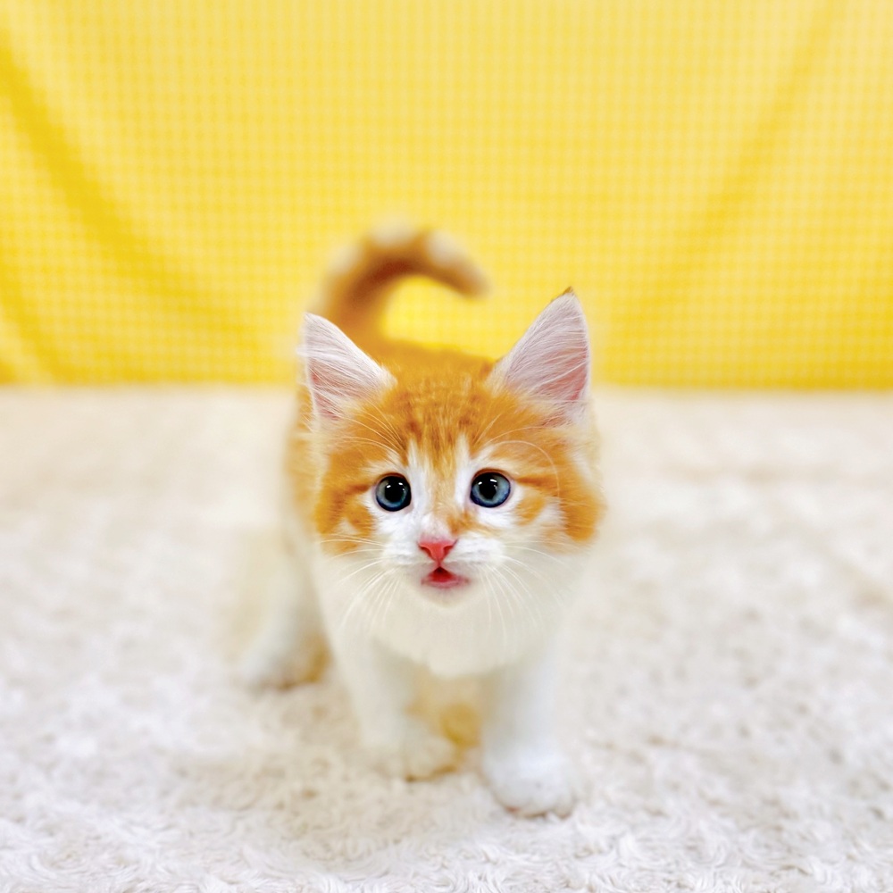 愛知県のノルウェージャンフォレストキャット (犬の家＆猫の里一宮店/2026年5月9日生まれ/男の子/レッドタビーホワイト)の子猫の2枚目の画像