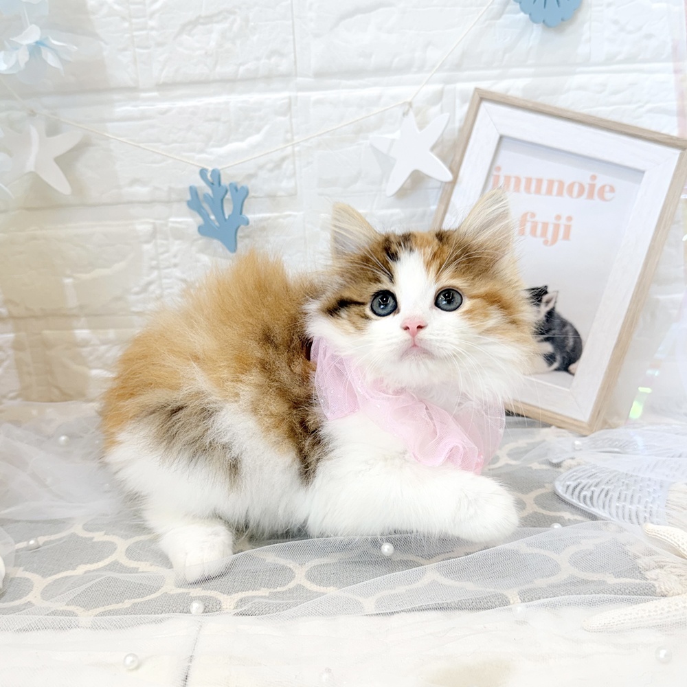静岡県のノルウェージャンフォレストキャット (犬の家＆猫の里富士店/2026年5月9日生まれ/女の子/キャリコ)の子猫の1枚目の画像