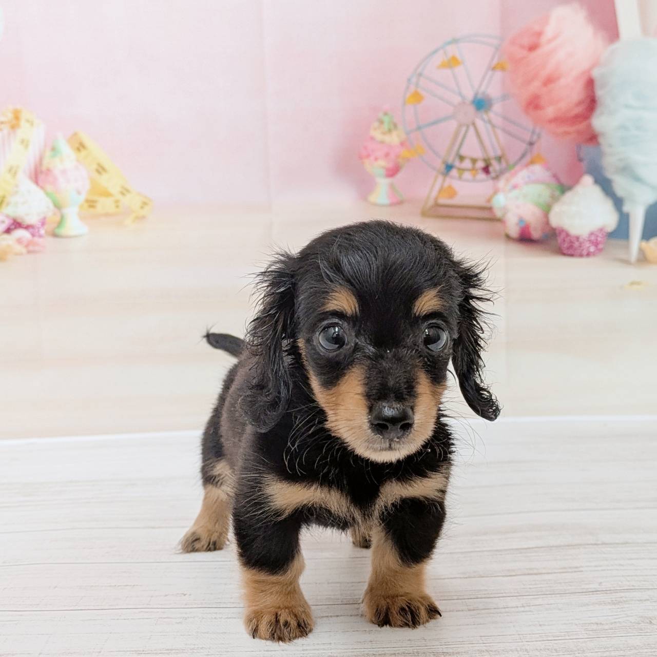 兵庫県のカニンヘンダックスフンド(ロング) (犬の家＆猫の里尼崎店/2026年5月7日生まれ/男の子/ブラックタン)の子犬の2枚目の画像