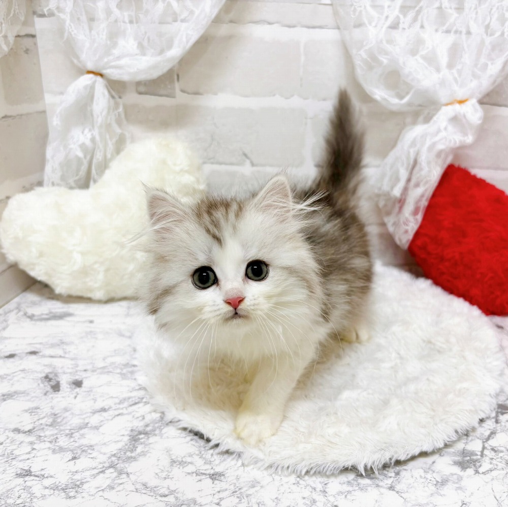 京都府のミヌエット (犬の家＆猫の里京都精華店/2026年5月5日生まれ/女の子/チンチラシルバー)の子猫の2枚目の画像
