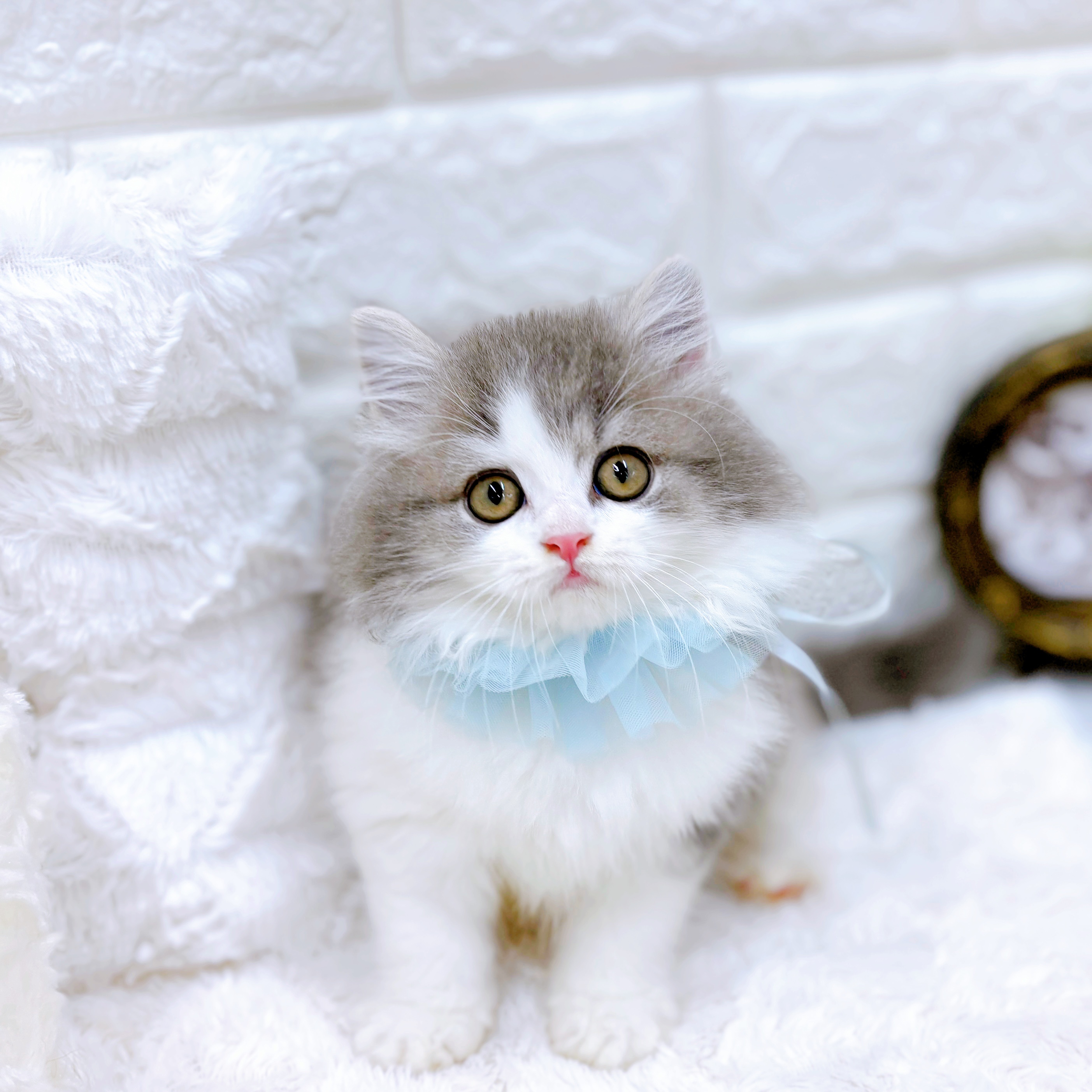短毛シュシュブルー(ホワイトフラワー)わんちゃん猫ちゃん用 福井県のマンチカン ブルータビー＆ホワイト 男の子のご紹介(207226