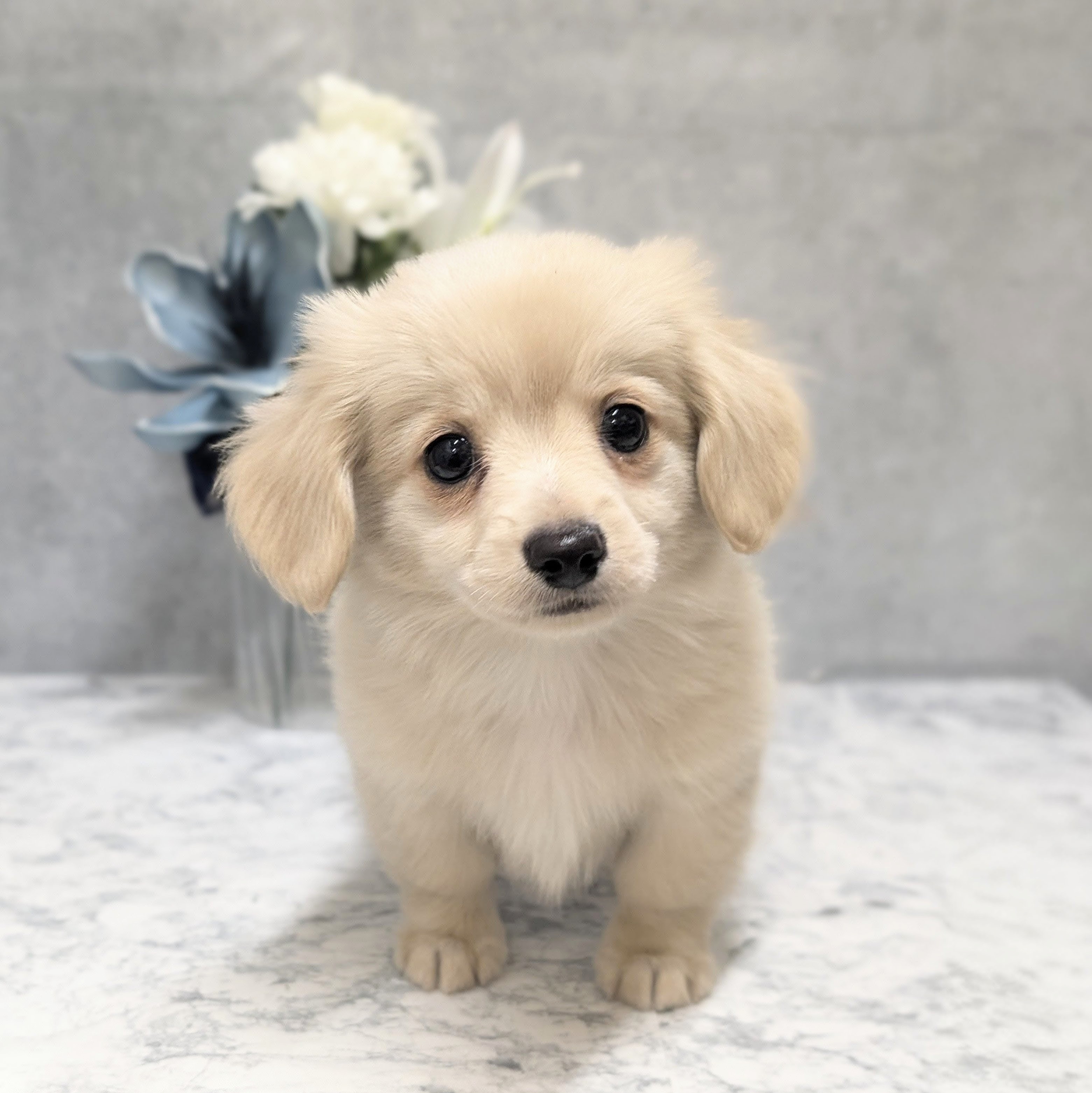 愛知県のチワックス(チワワ×ダックス) (犬の家＆猫の里安城店/2026年5月8日生まれ/男の子/クリーム)の子犬の1枚目の画像