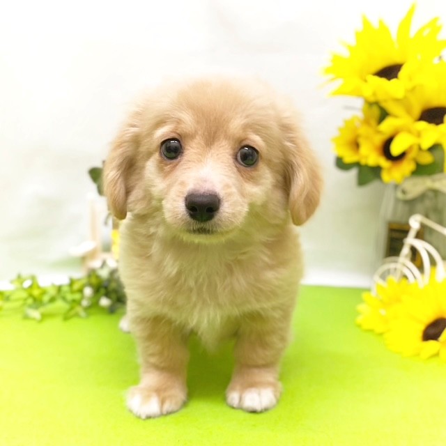 静岡県のチワックス(チワワ×ダックス) (犬の家＆猫の里藤枝店/2026年5月8日生まれ/男の子/クリーム)の子犬の2枚目の画像