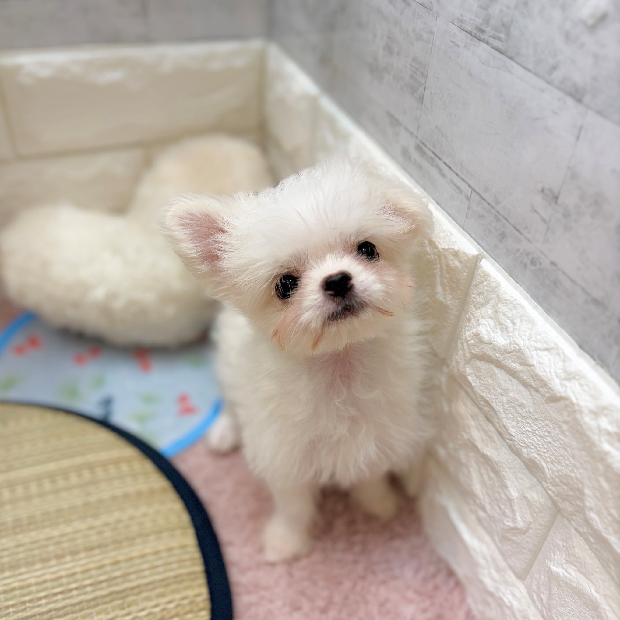 静岡県のチワマル/マルチワ(チワワ×マルチーズ) (犬の家＆猫の里プレ葉ウォーク浜北店/2026年5月10日生まれ/女の子/クリームホワイト)の子犬の2枚目の画像