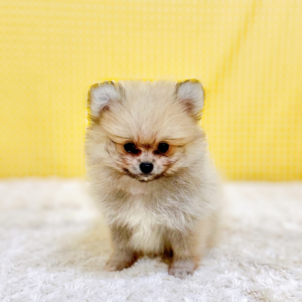 愛知県のポメラニアン (犬の家＆猫の里一宮店/2026年5月10日生まれ/男の子/クリームセーブル)の子犬の2枚目の画像