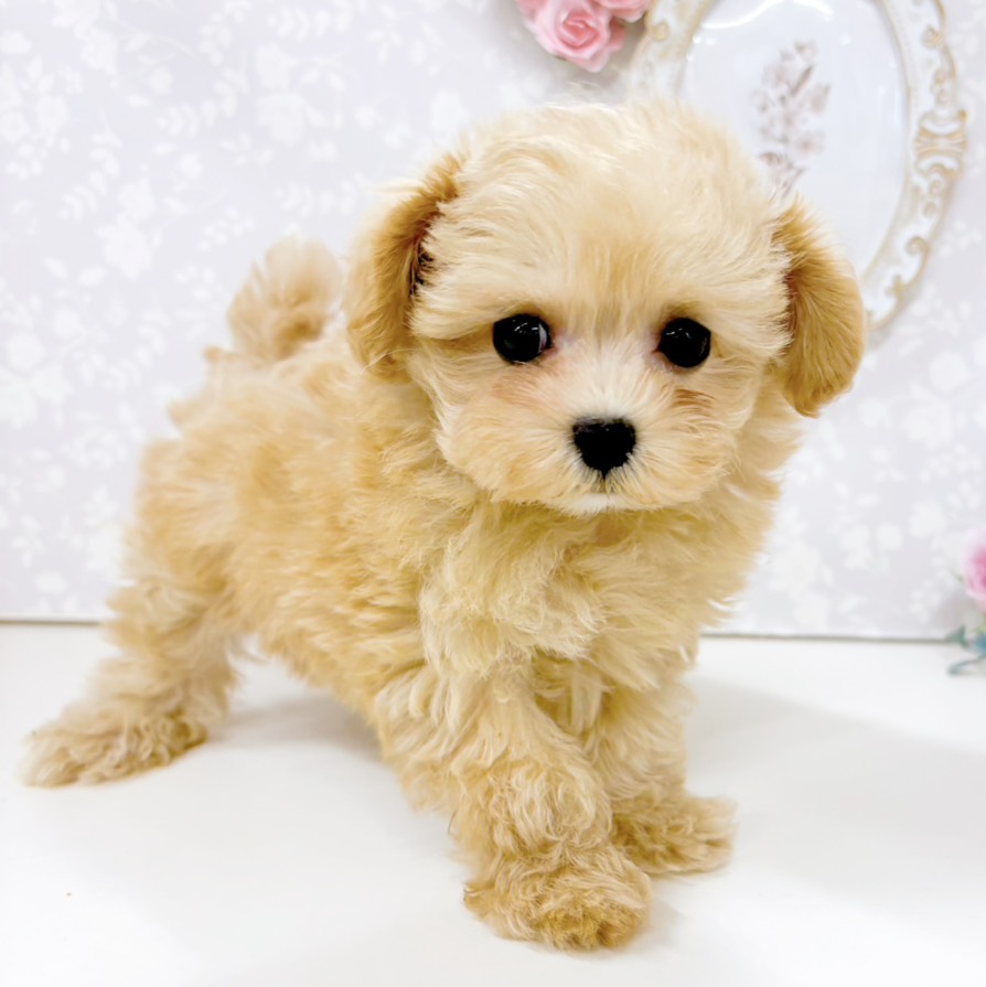 富山県のマルプー(マルチーズ×プードル) (犬の家＆猫の里アミーゴ高岡蓮花寺店/2026年5月8日生まれ/女の子/アプリコット)の子犬の2枚目の画像