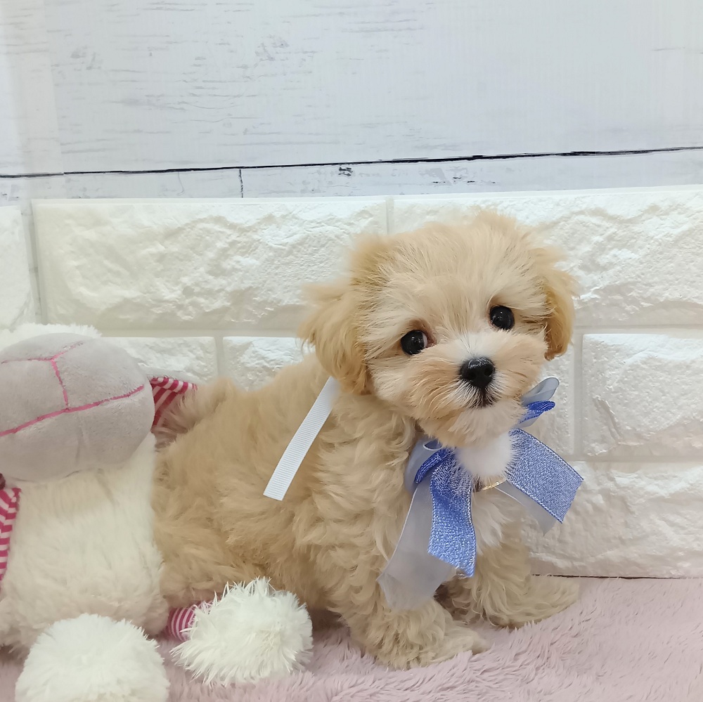 静岡県のマルプー(マルチーズ×プードル) (犬の家＆猫の里アミーゴ浜松和田店/2026年5月8日生まれ/男の子/アプリコットホワイト)の子犬の2枚目の画像