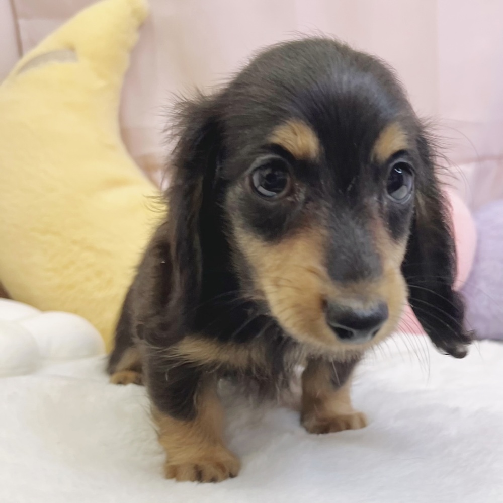 静岡県のカニンヘンダックスフンド(ロング) (犬の家＆猫の里マークイズ静岡店/2026年5月9日生まれ/男の子/ブラックタン)の子犬の2枚目の画像