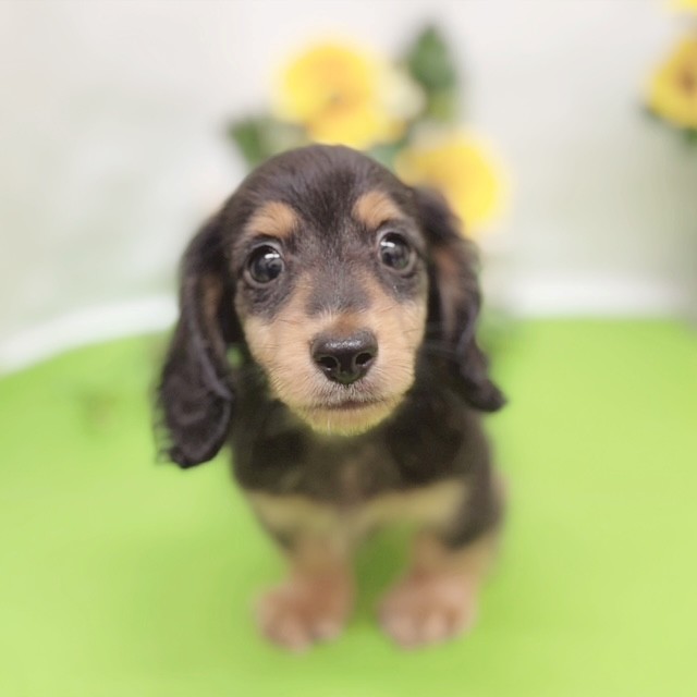 静岡県のカニンヘンダックスフンド(ロング) (犬の家＆猫の里藤枝店/2026年5月9日生まれ/男の子/ブラックタン)の子犬