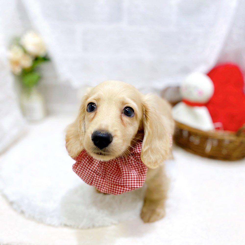 滋賀県のミニチュアダックスフンド(ロング) (犬の家＆猫の里長浜店/2026年5月10日生まれ/男の子/クリーム)の子犬の2枚目の画像