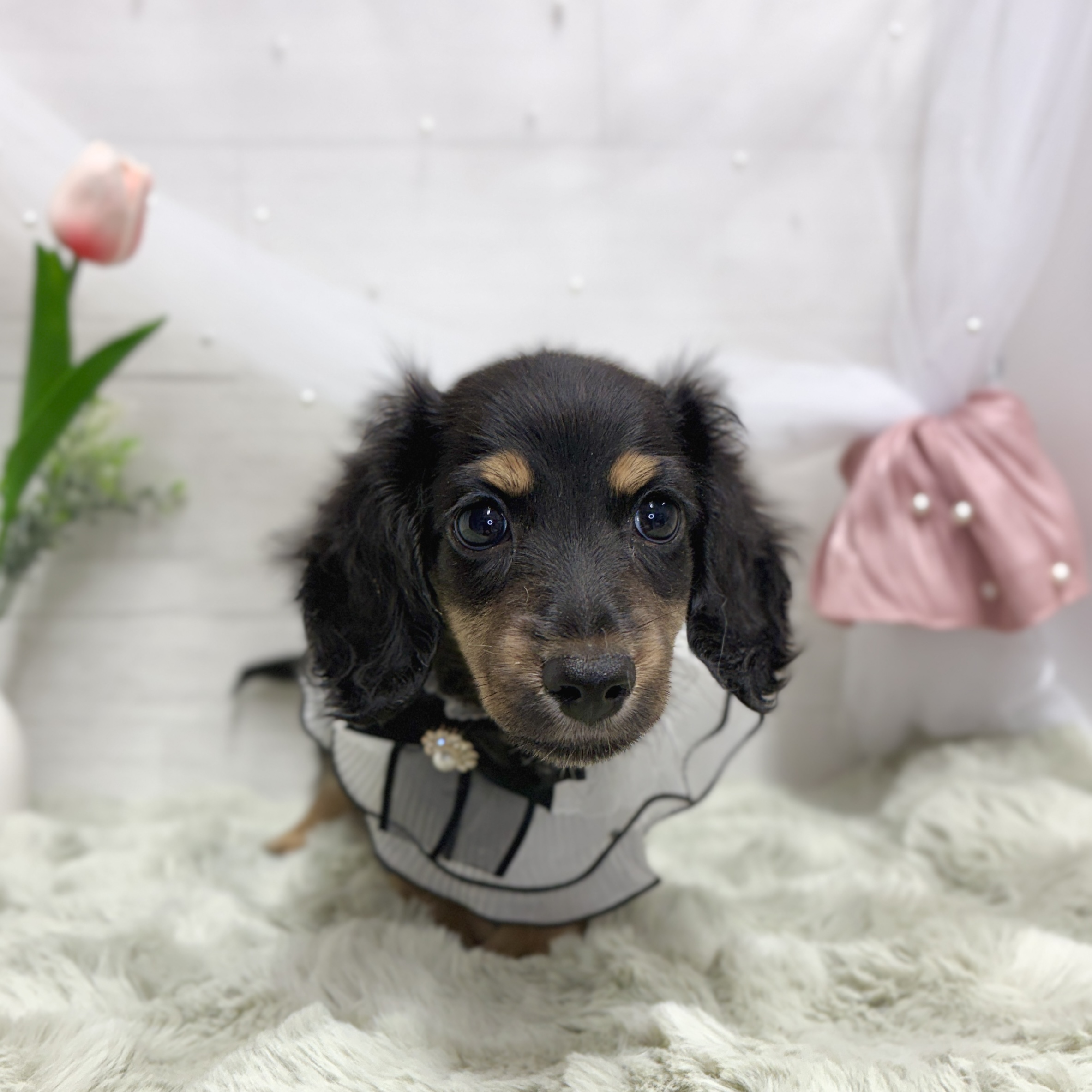 神奈川県のミニチュアダックスフンド(ロング) (犬の家＆猫の里相模原店/2026年5月10日生まれ/男の子/ブラックタン)の子犬の2枚目の画像
