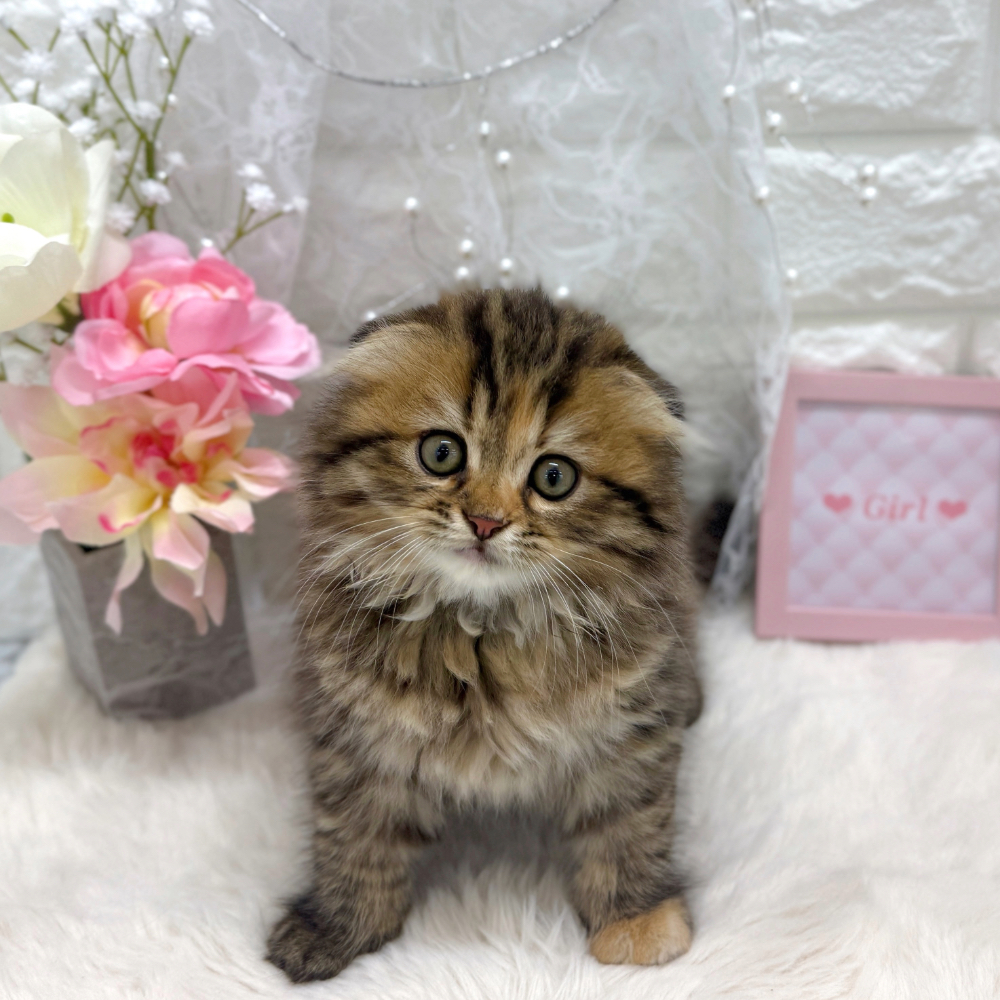 福井県のスコティッシュフォールド (犬の家＆猫の里アミーゴ福井大和田店/2026年5月3日生まれ/女の子/ブラウンパッチドタビー)の子猫の1枚目の画像