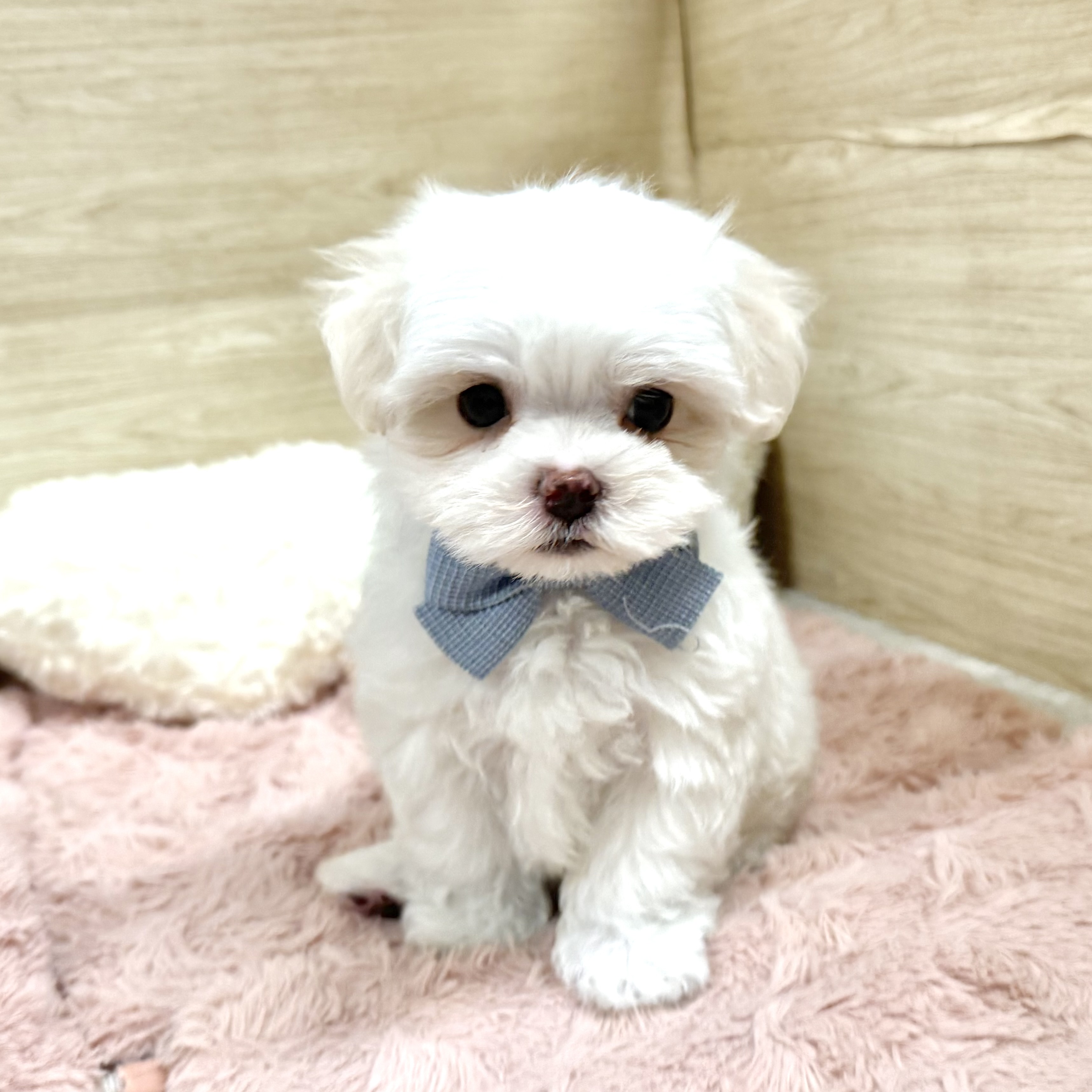 大阪府のマルチーズ (犬の家＆猫の里そよら東岸和田店/2026年5月9日生まれ/男の子/ホワイト)の子犬の1枚目の画像