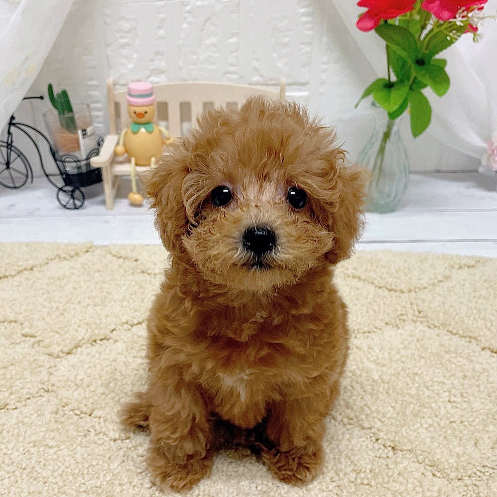 岡山県のトイプードル(トイ) (犬の家＆猫の里岡山店/2026年5月8日生まれ/女の子/アプリコット)の子犬の1枚目の画像