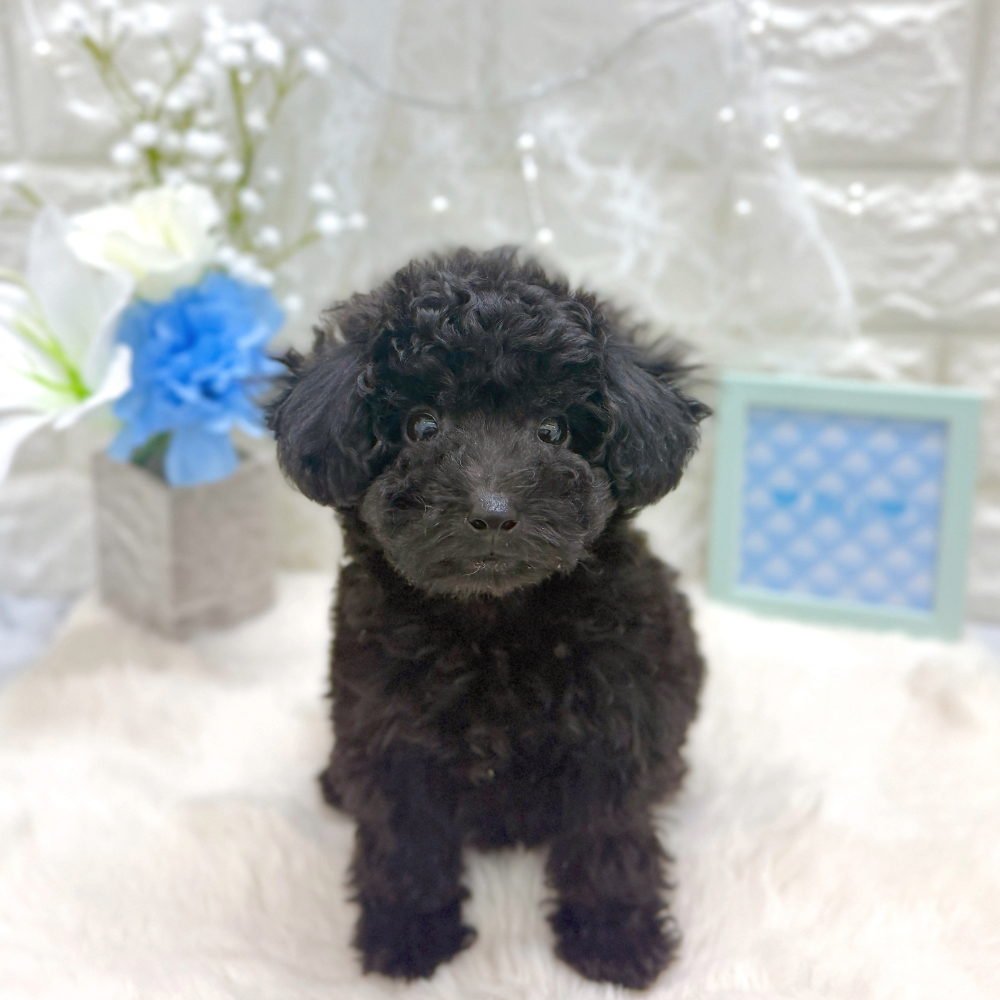 福井県のトイプードル(トイ) (犬の家＆猫の里アミーゴ福井大和田店/2026年5月8日生まれ/男の子/ブラック)の子犬の1枚目の画像
