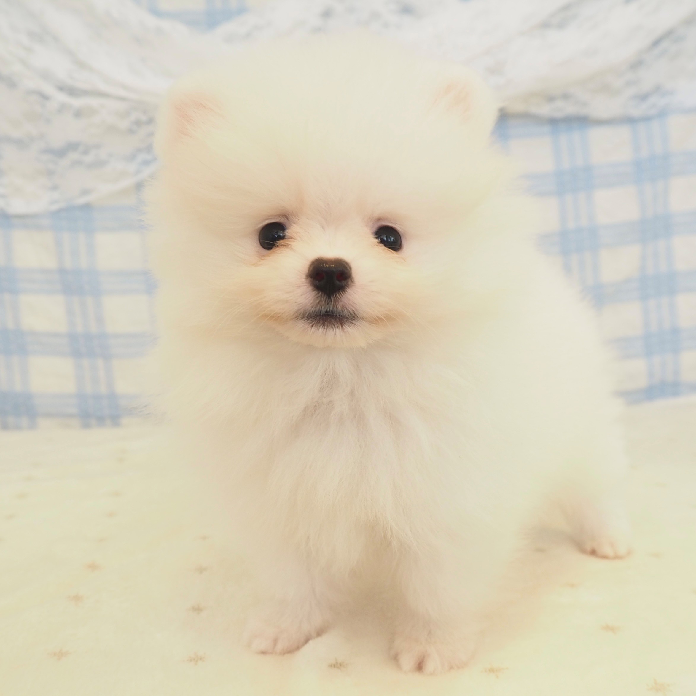 大阪府のポメラニアン (犬の家＆猫の里もりのみやキューズモールBASE店/2026年5月9日生まれ/男の子/ホワイト)の子犬の1枚目の画像