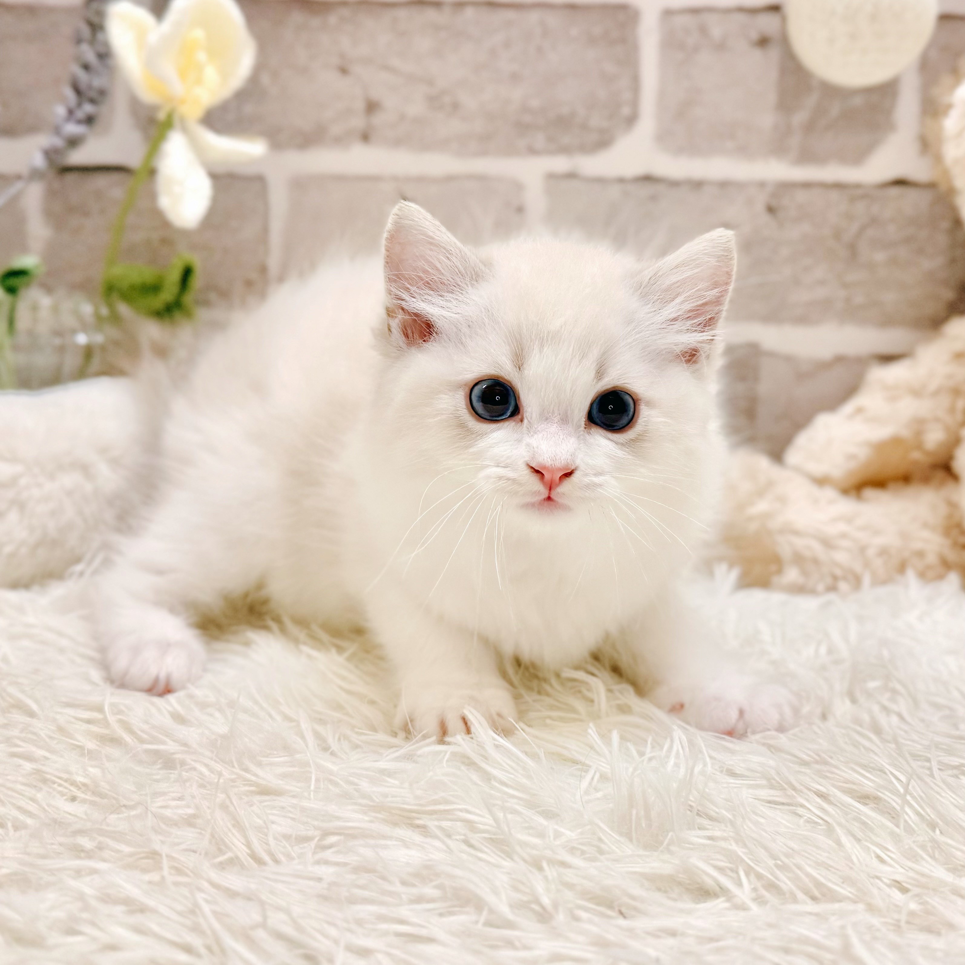 兵庫県のラグドール (犬の家＆猫の里神戸店/2026年5月7日生まれ/男の子/ブルーリンクスポイントバイカラー)の子猫の2枚目の画像