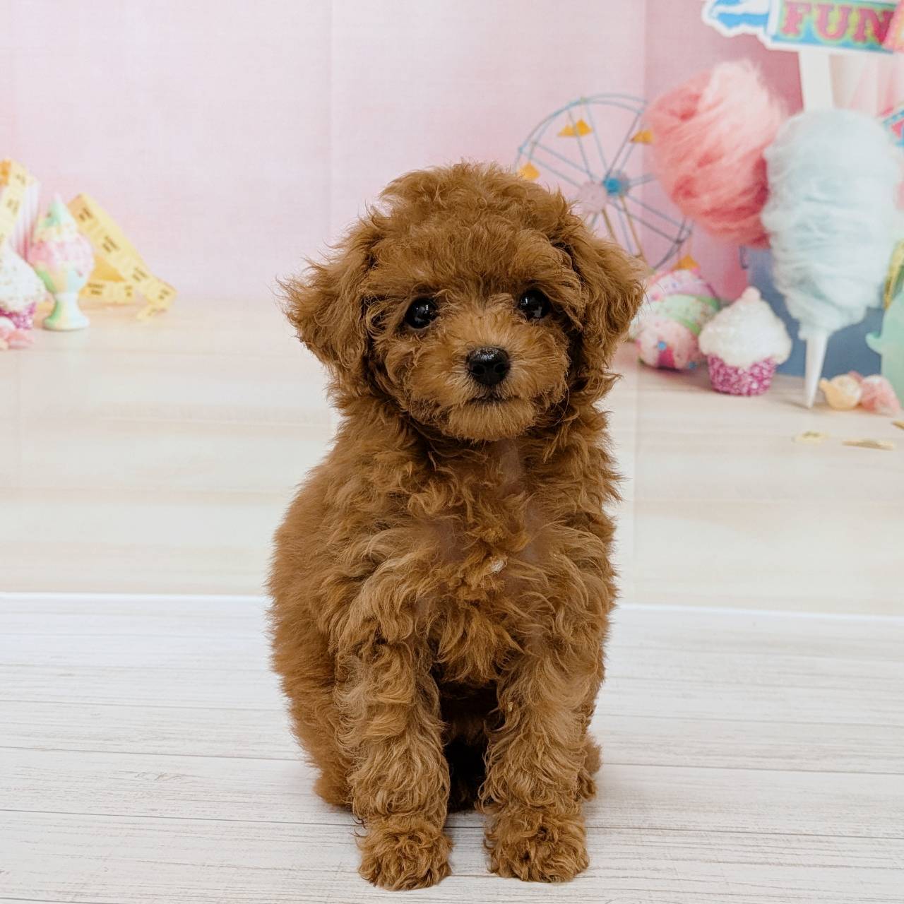 兵庫県のトイプードル(タイニー) (犬の家＆猫の里尼崎店/2026年5月1日生まれ/女の子/レッドフォーン)の子犬の1枚目の画像