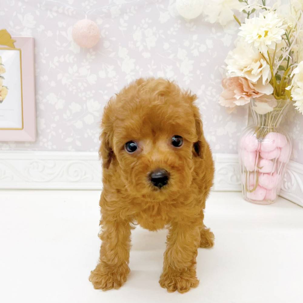 富山県のトイプードル(トイ) (犬の家＆猫の里富山店/2026年5月10日生まれ/男の子/レッドフォーン)の子犬の1枚目の画像