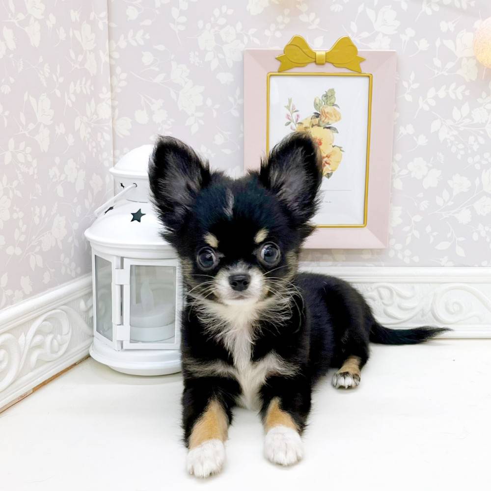 富山県のチワワ(ロング) (犬の家＆猫の里富山店/2026年5月7日生まれ/女の子/ブラックタンホワイト)の子犬の1枚目の画像