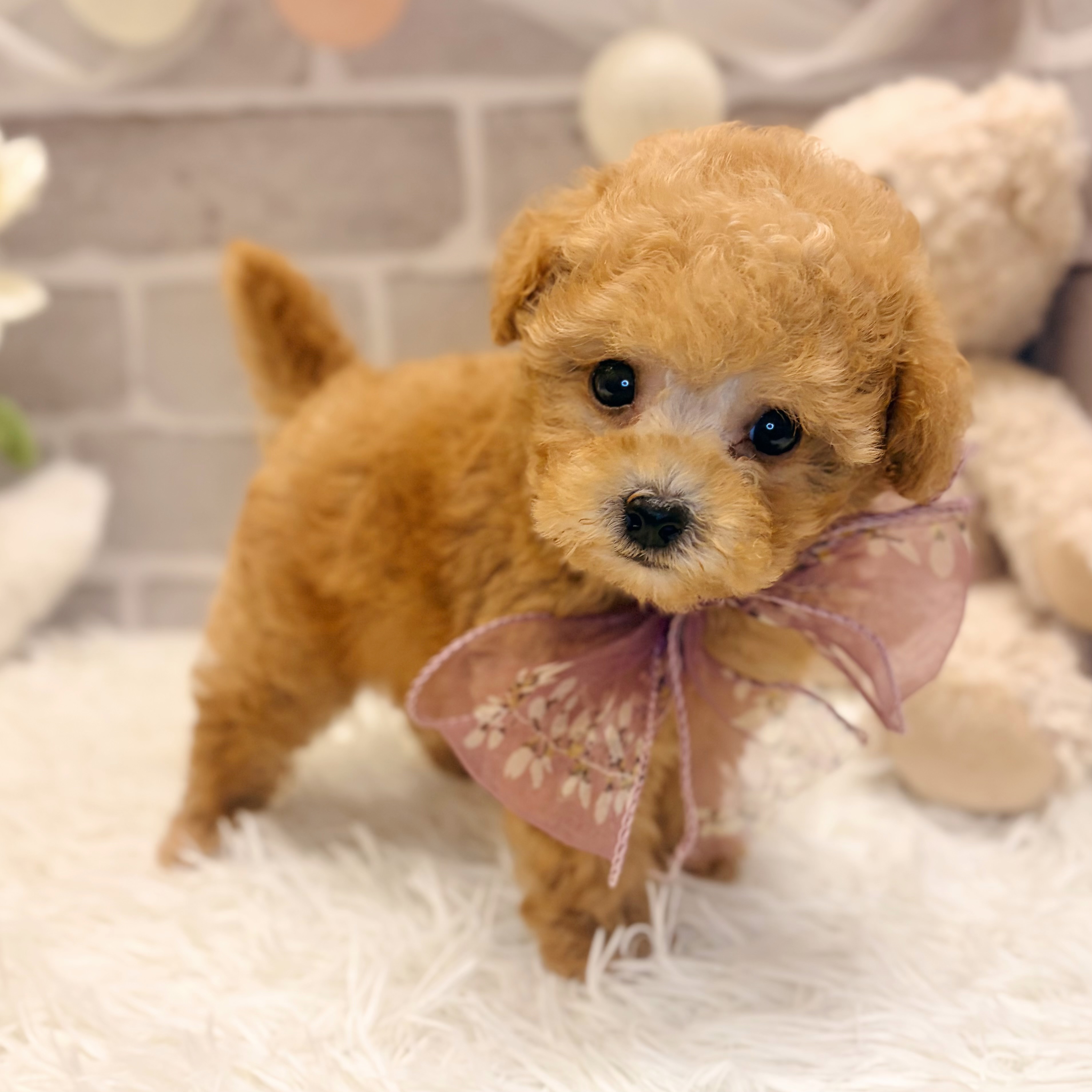 兵庫県のトイプードル(タイニー) (犬の家＆猫の里神戸店/2026年5月7日生まれ/男の子/アプリコット)の子犬の1枚目の画像