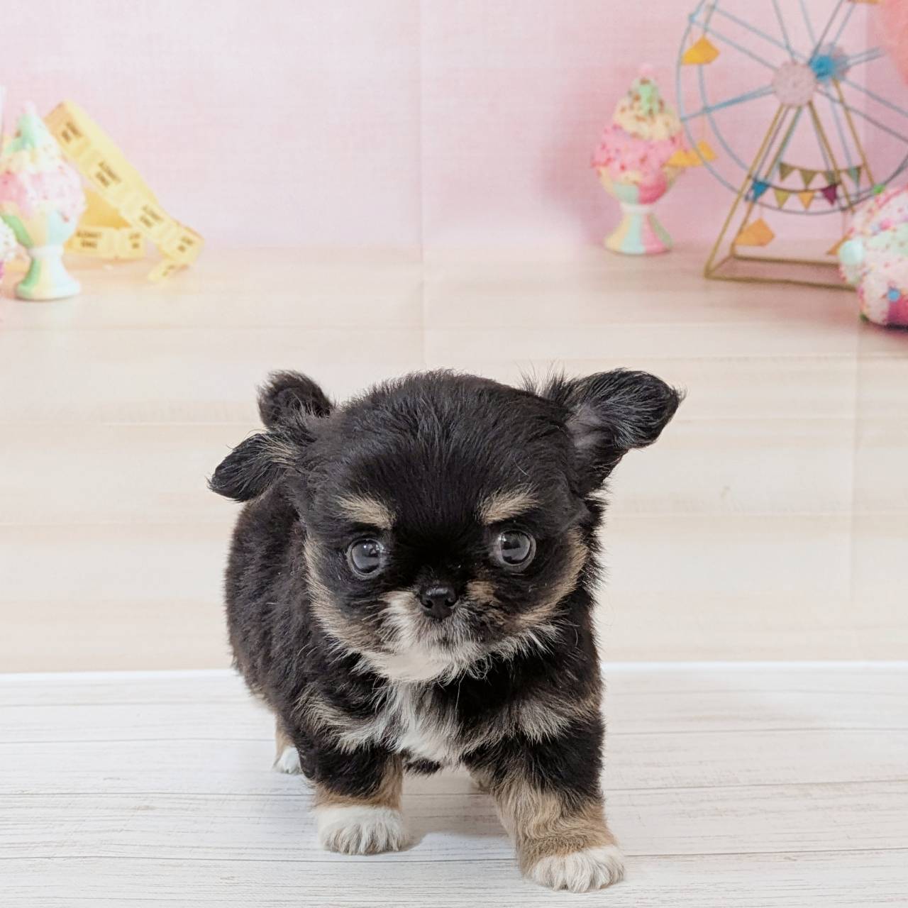 兵庫県のチワワ(ロング) (犬の家＆猫の里尼崎店/2026年5月9日生まれ/女の子/ブラックタンホワイト)の子犬の1枚目の画像