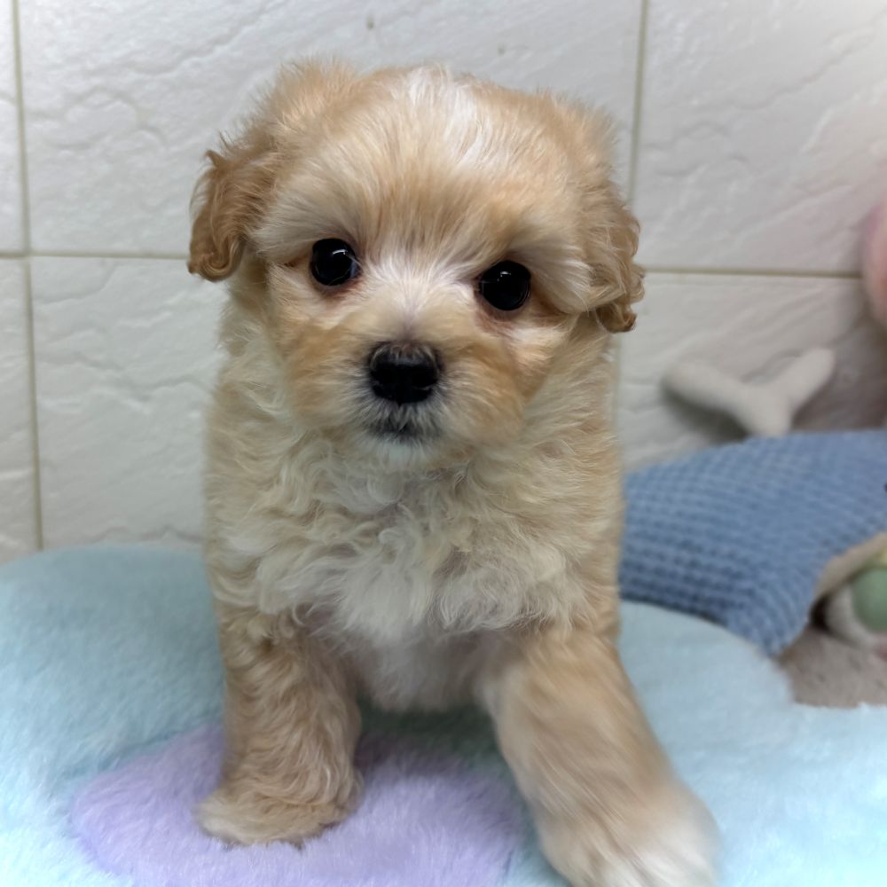 兵庫県のマルプー(マルチーズ×プードル) (犬の家＆猫の里ゆめタウン姫路店/2026年5月8日生まれ/男の子/アプリコット)の子犬の2枚目の画像