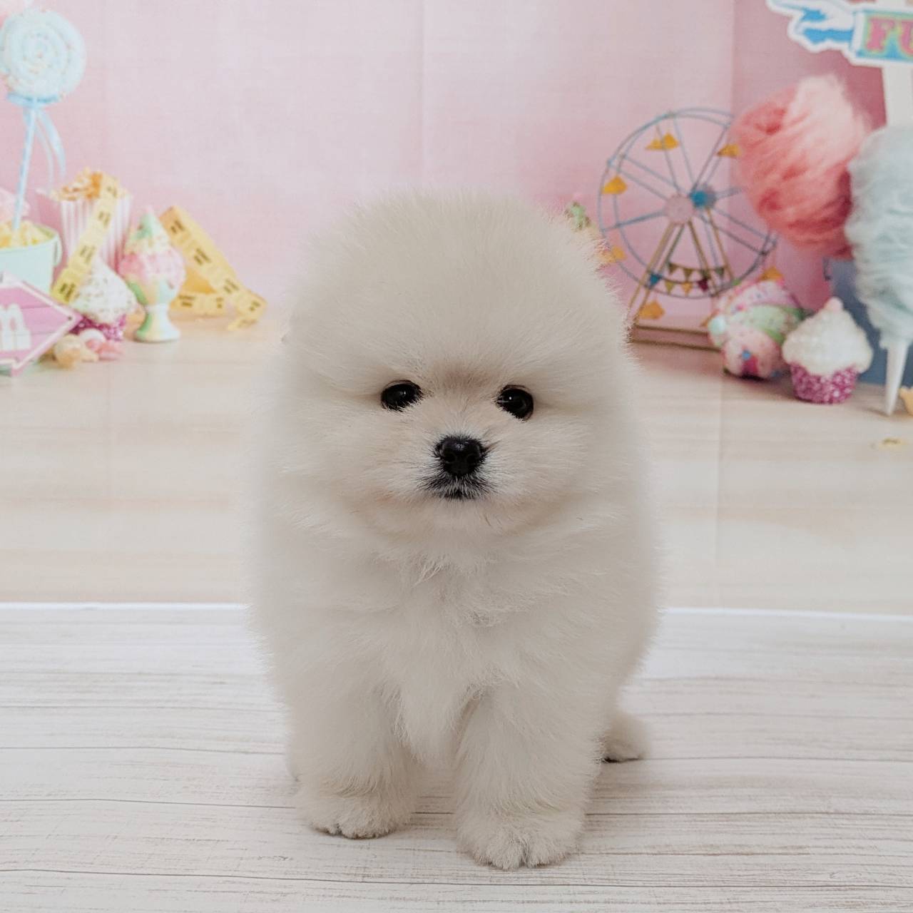 兵庫県のポメラニアン (犬の家＆猫の里尼崎店/2026年5月10日生まれ/男の子/クリーム)の子犬の1枚目の画像