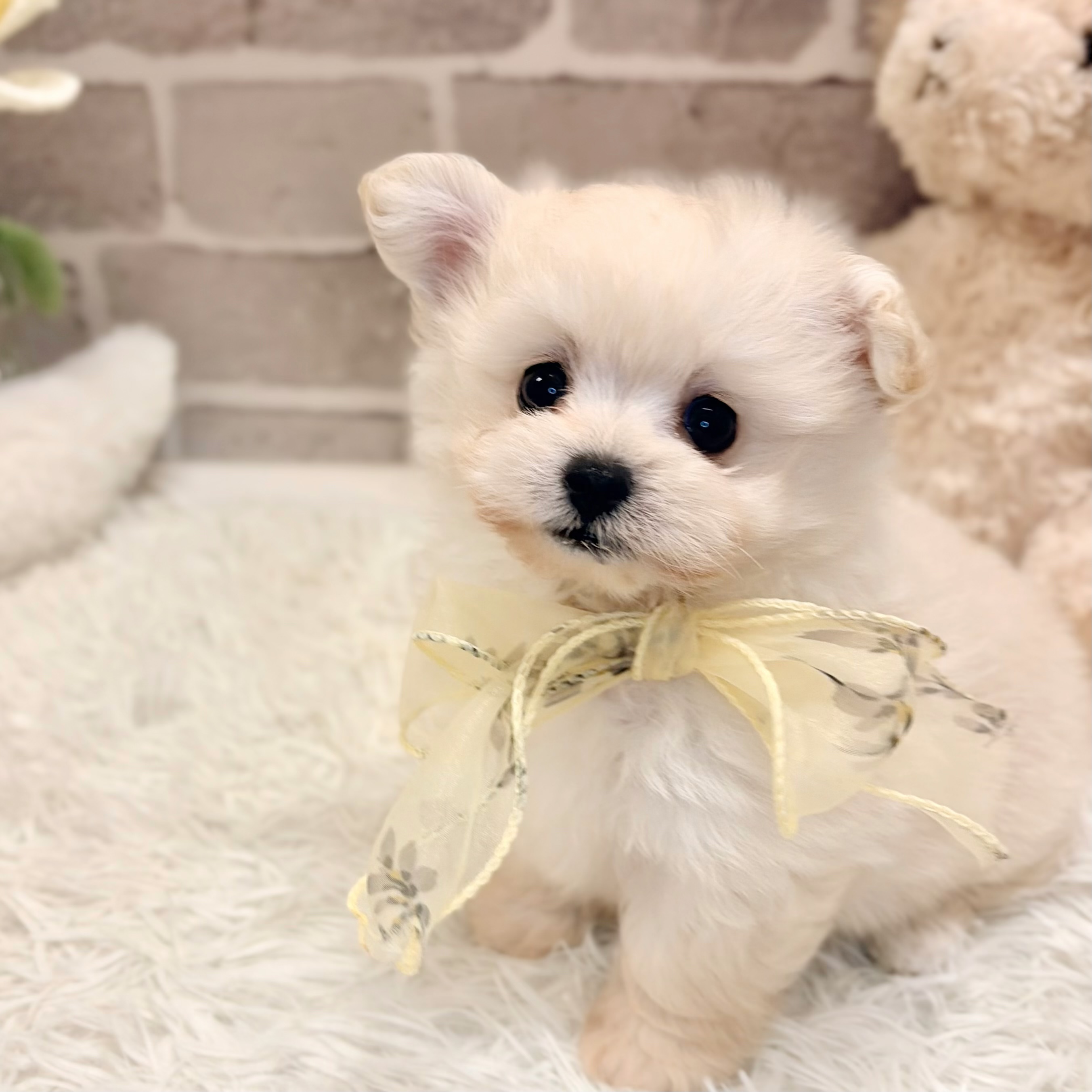 兵庫県のポメプー(ポメラニアン×プードル) (犬の家＆猫の里神戸店/2026年5月8日生まれ/男の子/ホワイト)の子犬の2枚目の画像