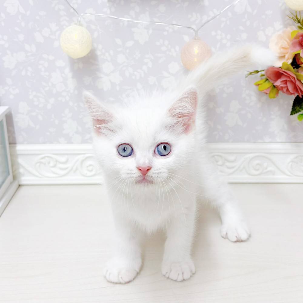 富山県のマンチカン (犬の家＆猫の里アミーゴ山室店/2026年5月5日生まれ/男の子/クリームポイント)の子猫の1枚目の画像