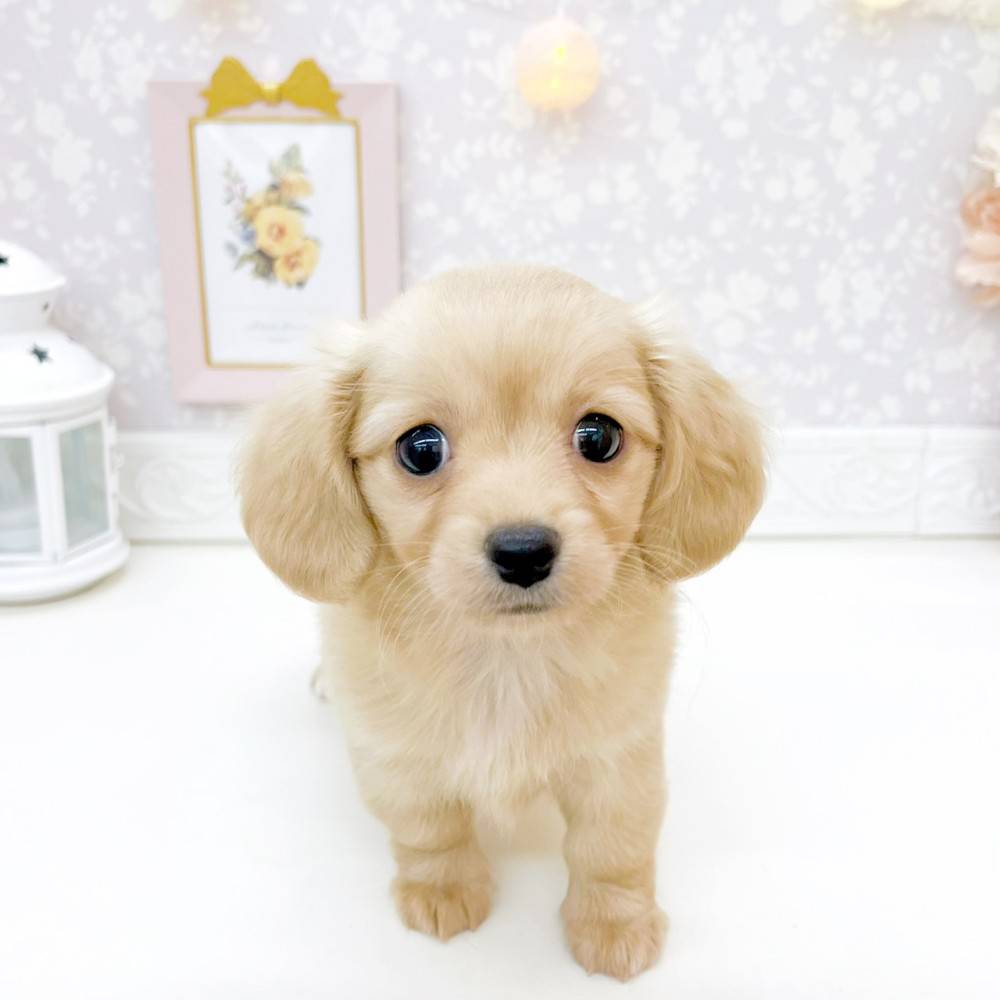富山県のチワックス(チワワ×ダックス) (犬の家＆猫の里富山店/2026年5月10日生まれ/女の子/イエロー)の子犬の1枚目の画像