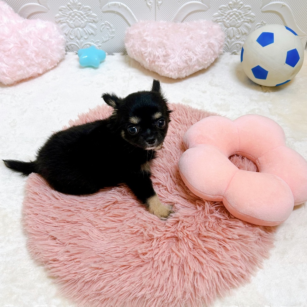 愛知県のチワワ(ロング) (犬の家＆猫の里岡崎店/2026年5月5日生まれ/女の子/ブラックタン)の子犬の2枚目の画像