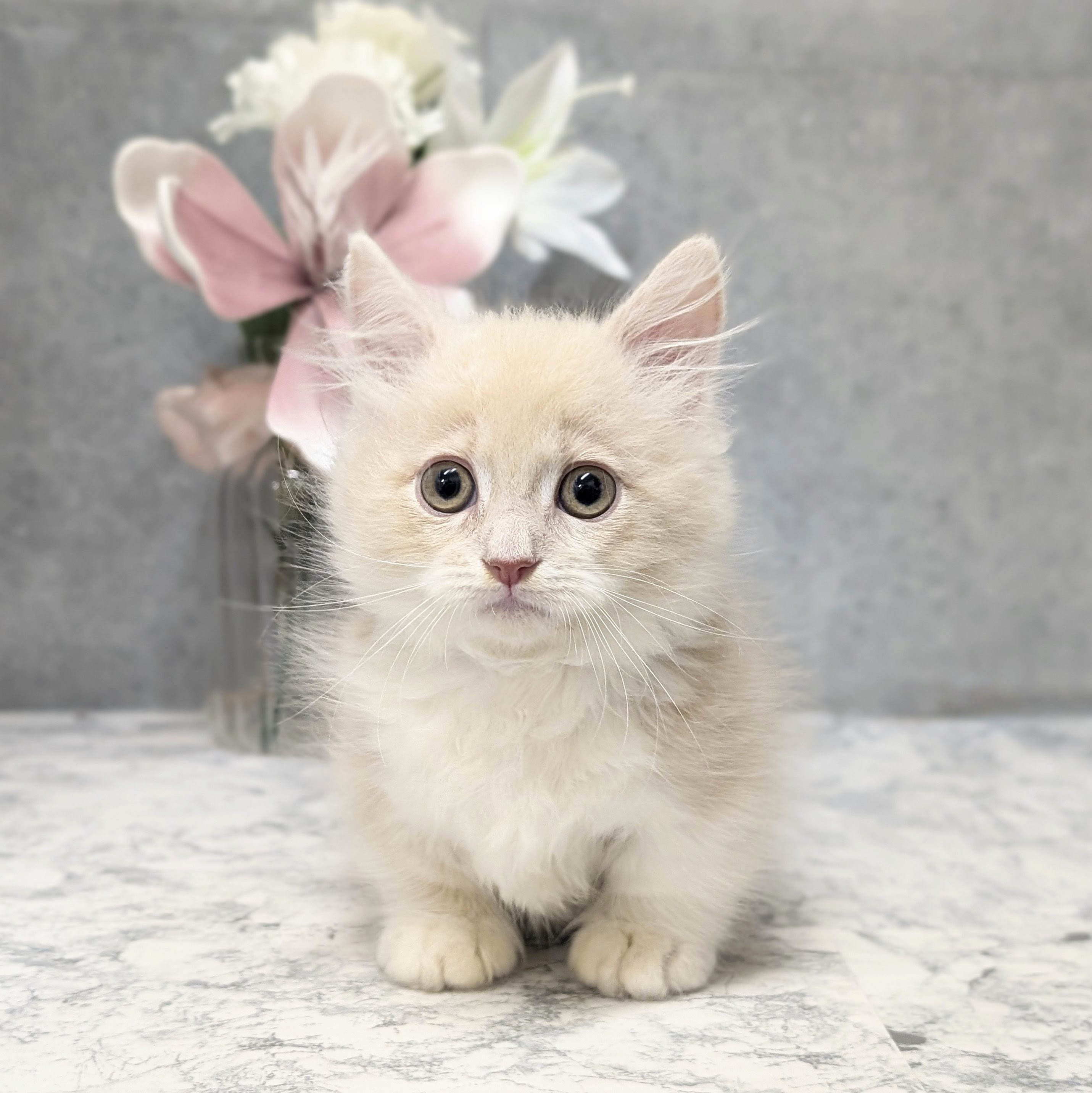 愛知県のミヌエット (犬の家＆猫の里安城店/2026年5月9日生まれ/女の子/クリームタビーホワイト)の子猫の1枚目の画像