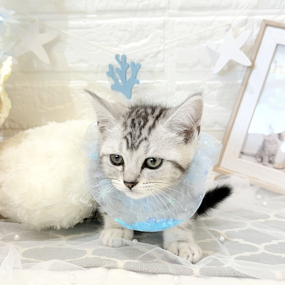 静岡県のアメリカンショートヘアー (犬の家＆猫の里富士店/2026年4月30日生まれ/男の子/シルバータビー)の子猫
