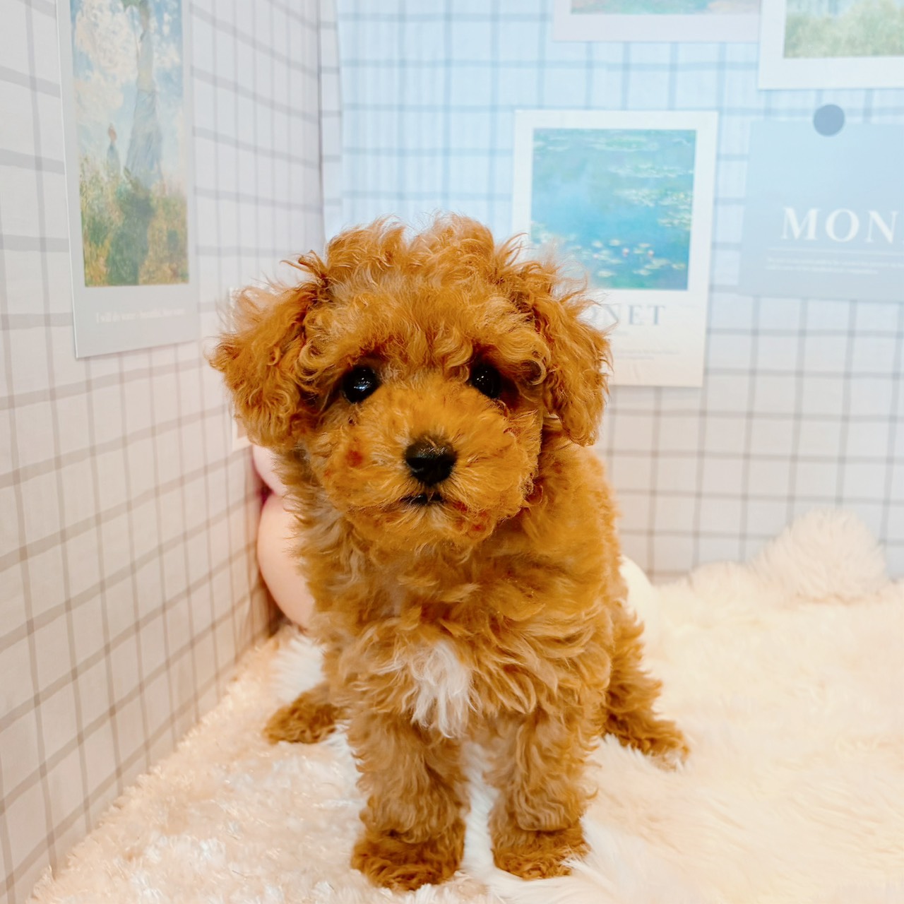 福井県のトイプードル(トイ) (犬の家＆猫の里福井店/2026年5月8日生まれ/女の子/レッド)の子犬の1枚目の画像