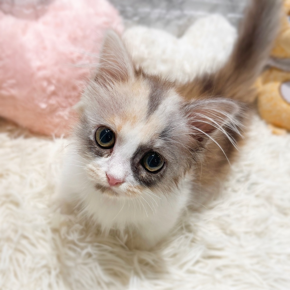 愛知県のマンチカン (犬の家＆猫の里MiO香久山店/2026年4月23日生まれ/女の子/ブルーパッチドタビーホワイト)の子猫の2枚目の画像
