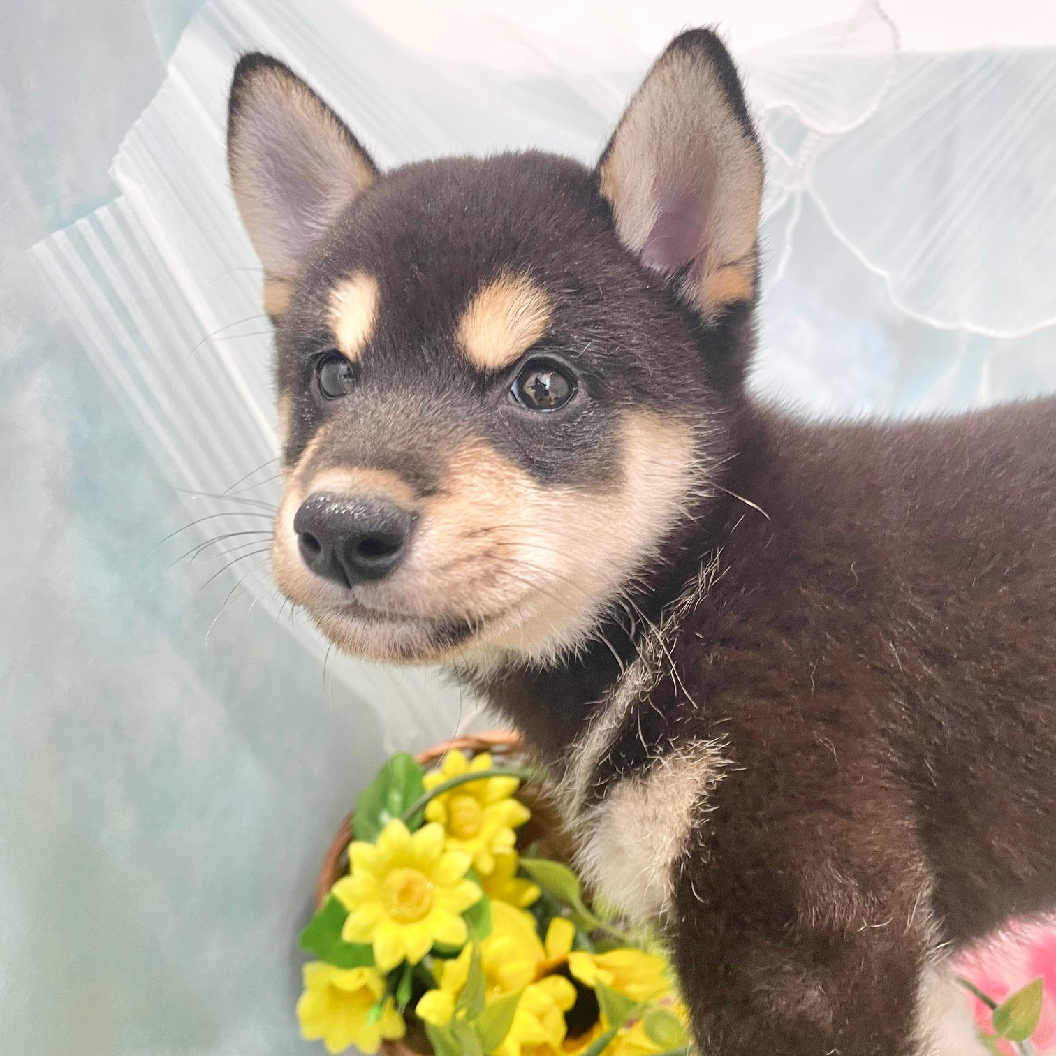 福岡県の柴犬(標準サイズ) (犬の家＆猫の里くりえいと宗像店/2026年5月8日生まれ/男の子/黒)の子犬の2枚目の画像