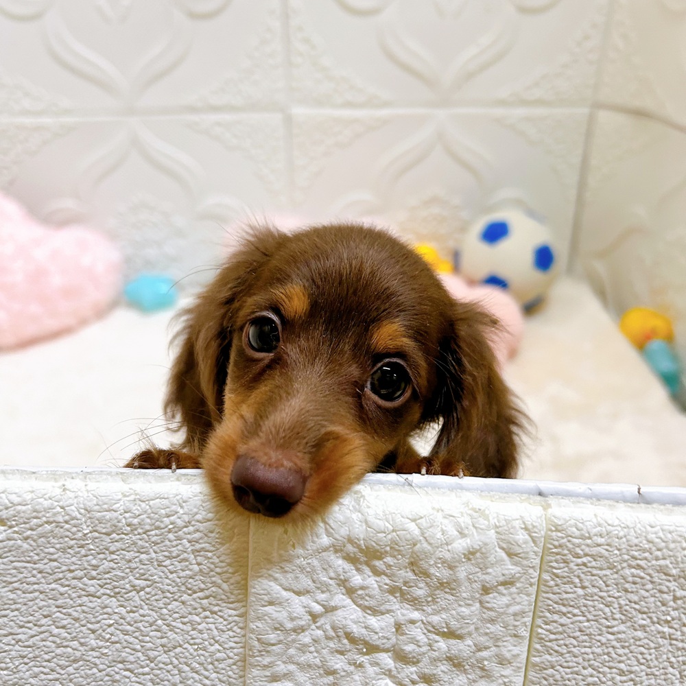 愛知県のカニンヘンダックスフンド(ロング) (犬の家＆猫の里岡崎店/2026年5月9日生まれ/女の子/チョコレートタン)の子犬の2枚目の画像