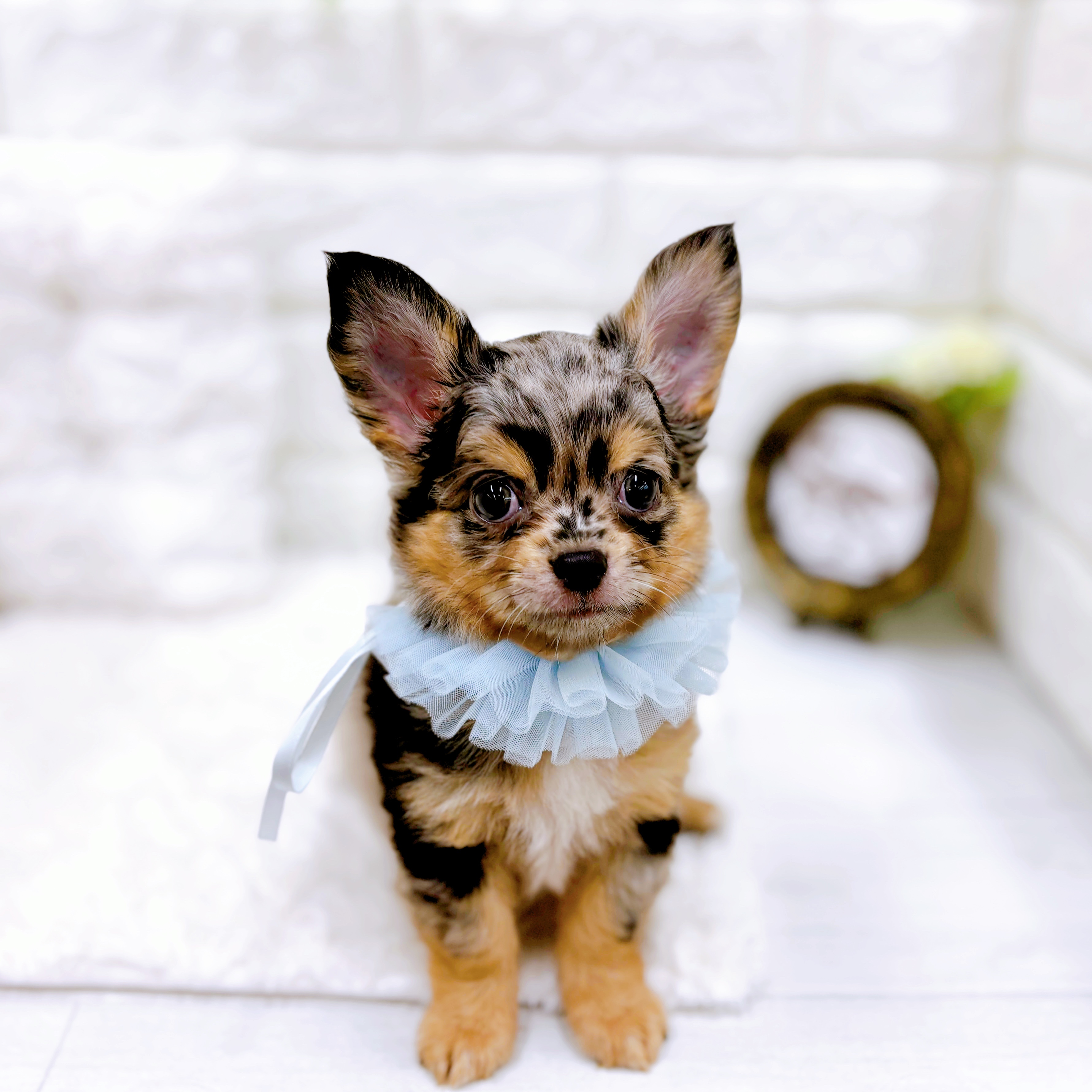 チワワ(ロング)(ブルーマール)の子犬を価格や特徴で探す|ペット