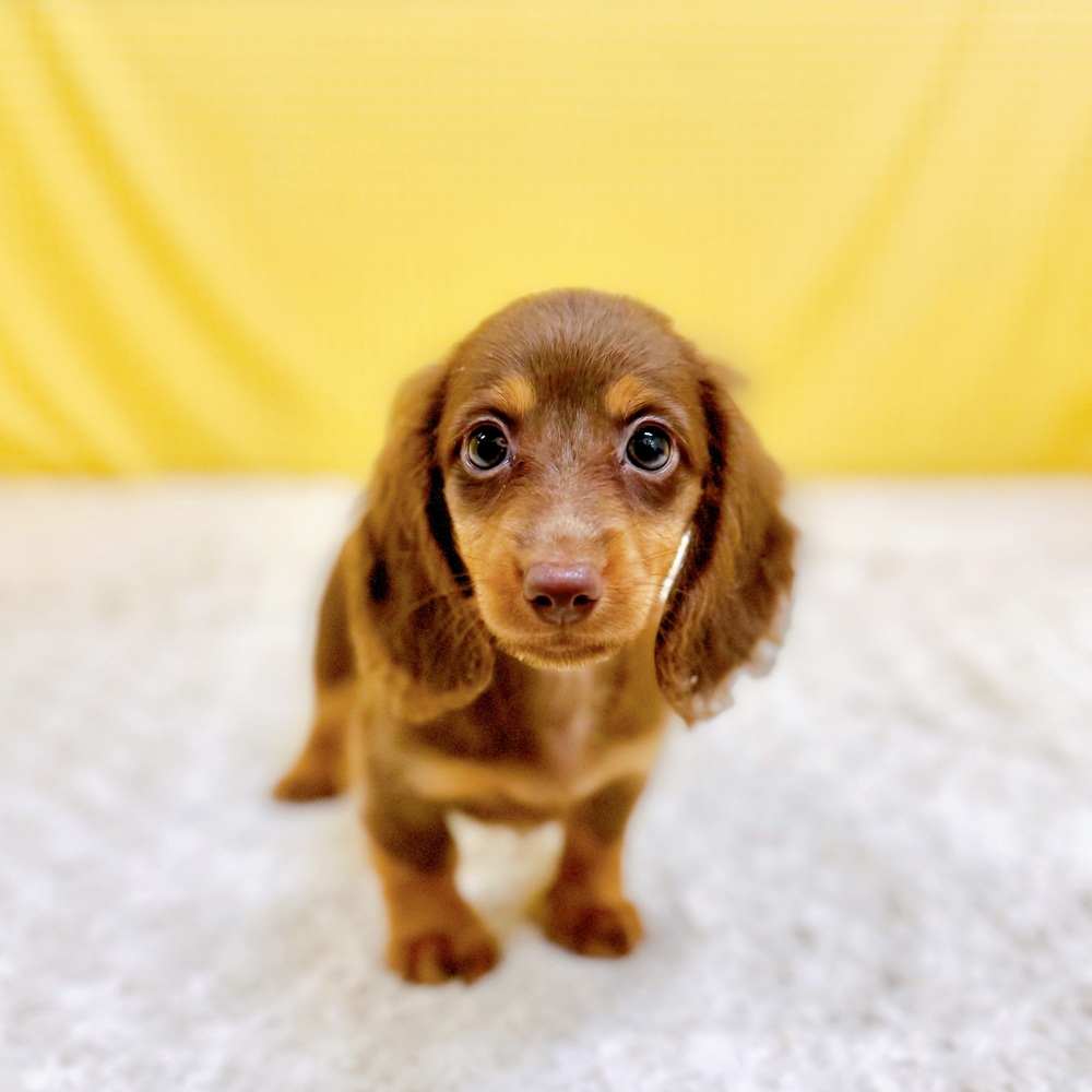 愛知県のカニンヘンダックスフンド(ロング) (犬の家＆猫の里一宮店/2026年5月9日生まれ/男の子/チョコレートタン)の子犬の2枚目の画像