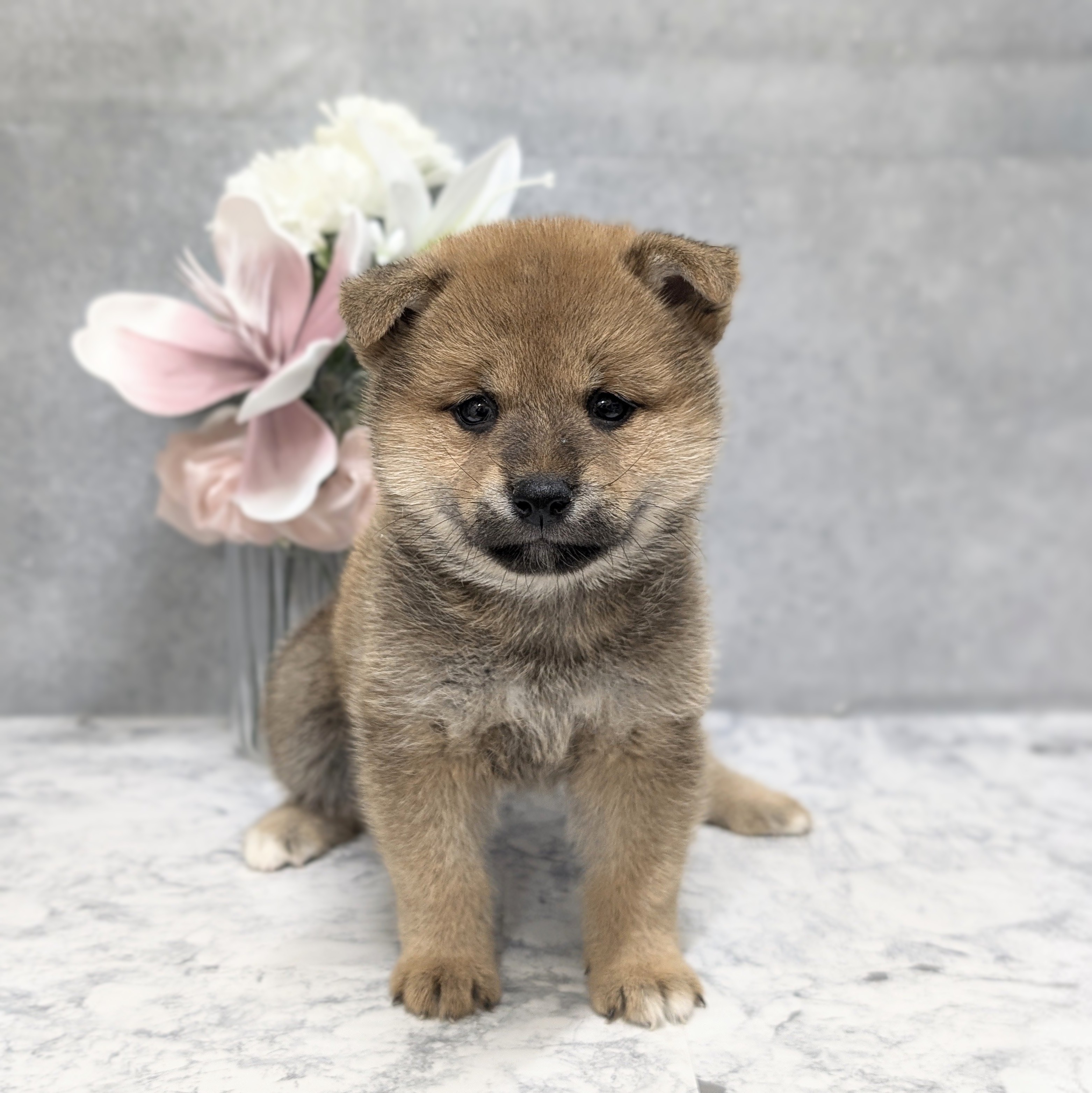 愛知県の柴犬(標準サイズ) (犬の家＆猫の里安城店/2026年5月10日生まれ/女の子/赤)の子犬
