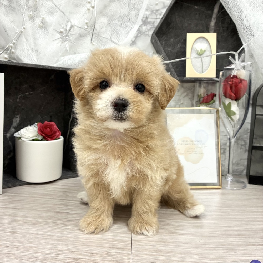 千葉県のマルプー(マルチーズ×プードル) (犬の家＆猫の里ワンズモール稲毛店/2026年5月8日生まれ/女の子/クリーム)の子犬の2枚目の画像