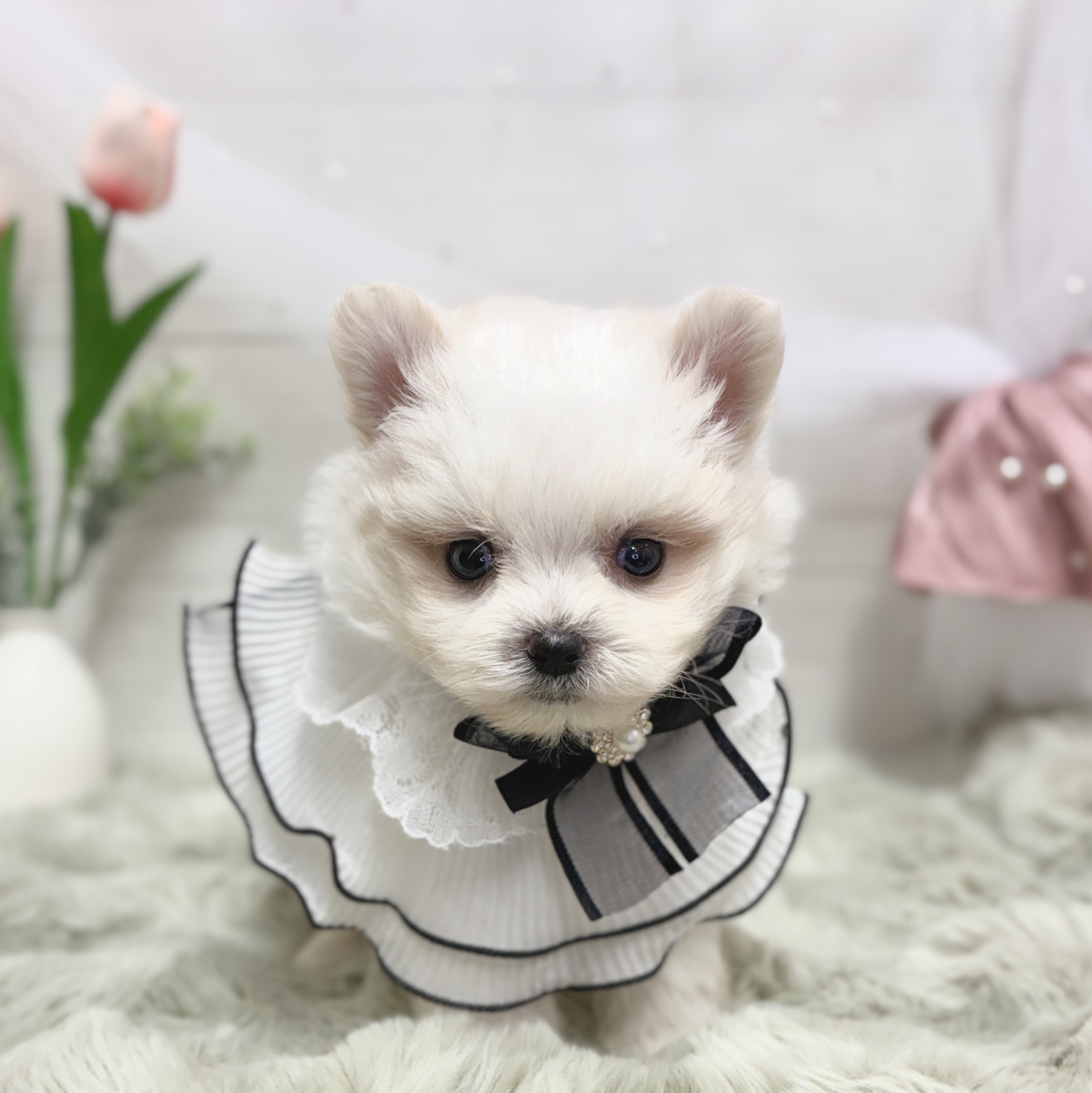 神奈川県のポメマル/マルポメ(ポメラニアン×マルチーズ) (犬の家＆猫の里相模原店/2026年5月11日生まれ/男の子/ホワイト)の子犬の2枚目の画像
