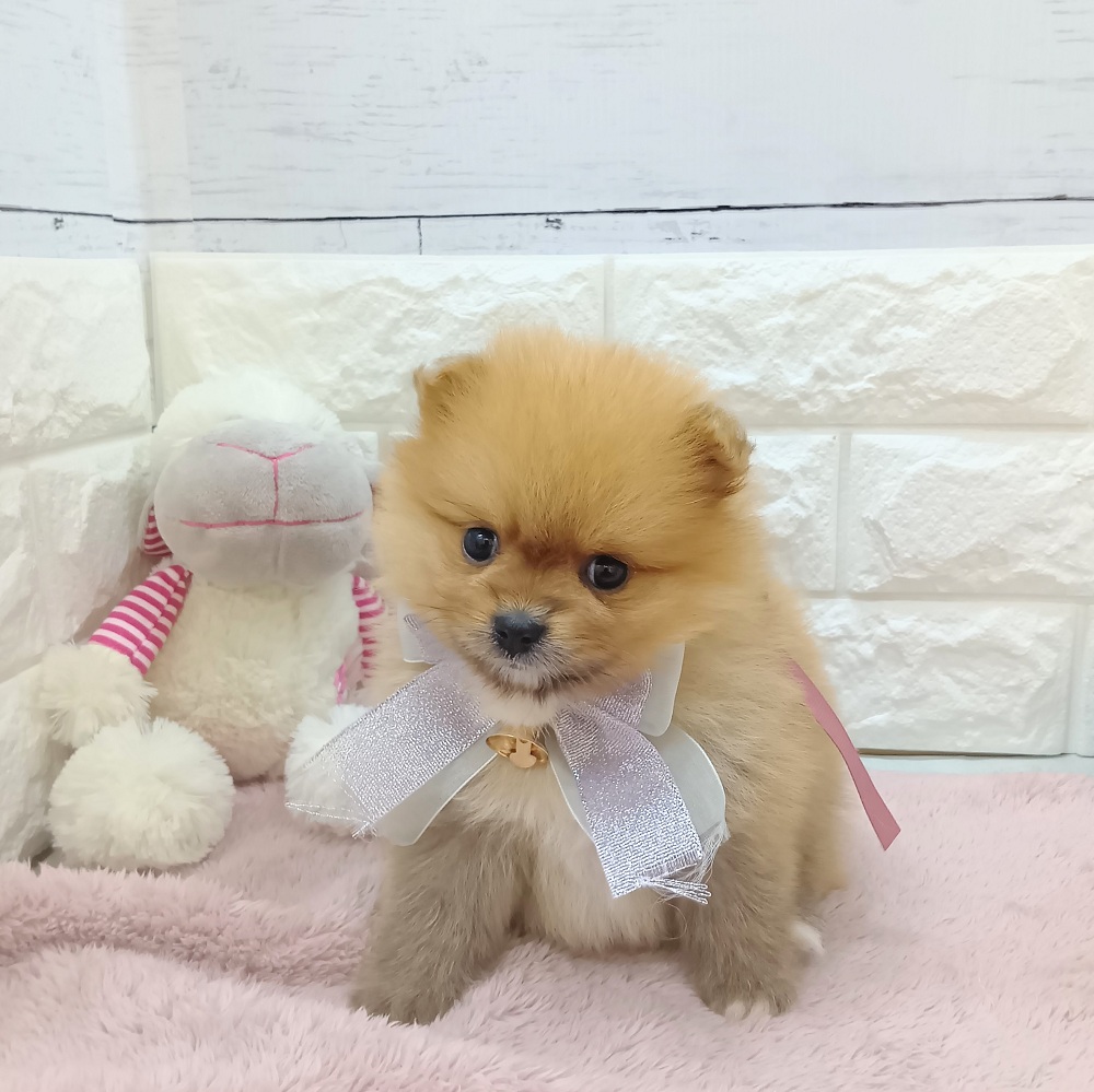 静岡県のポメラニアン (犬の家＆猫の里アミーゴ浜松和田店/2026年5月11日生まれ/女の子/オレンジ)の子犬の1枚目の画像