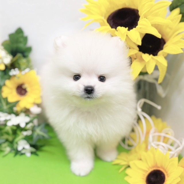 静岡県のポメラニアン (犬の家＆猫の里藤枝店/2026年5月12日生まれ/男の子/クリーム)の子犬