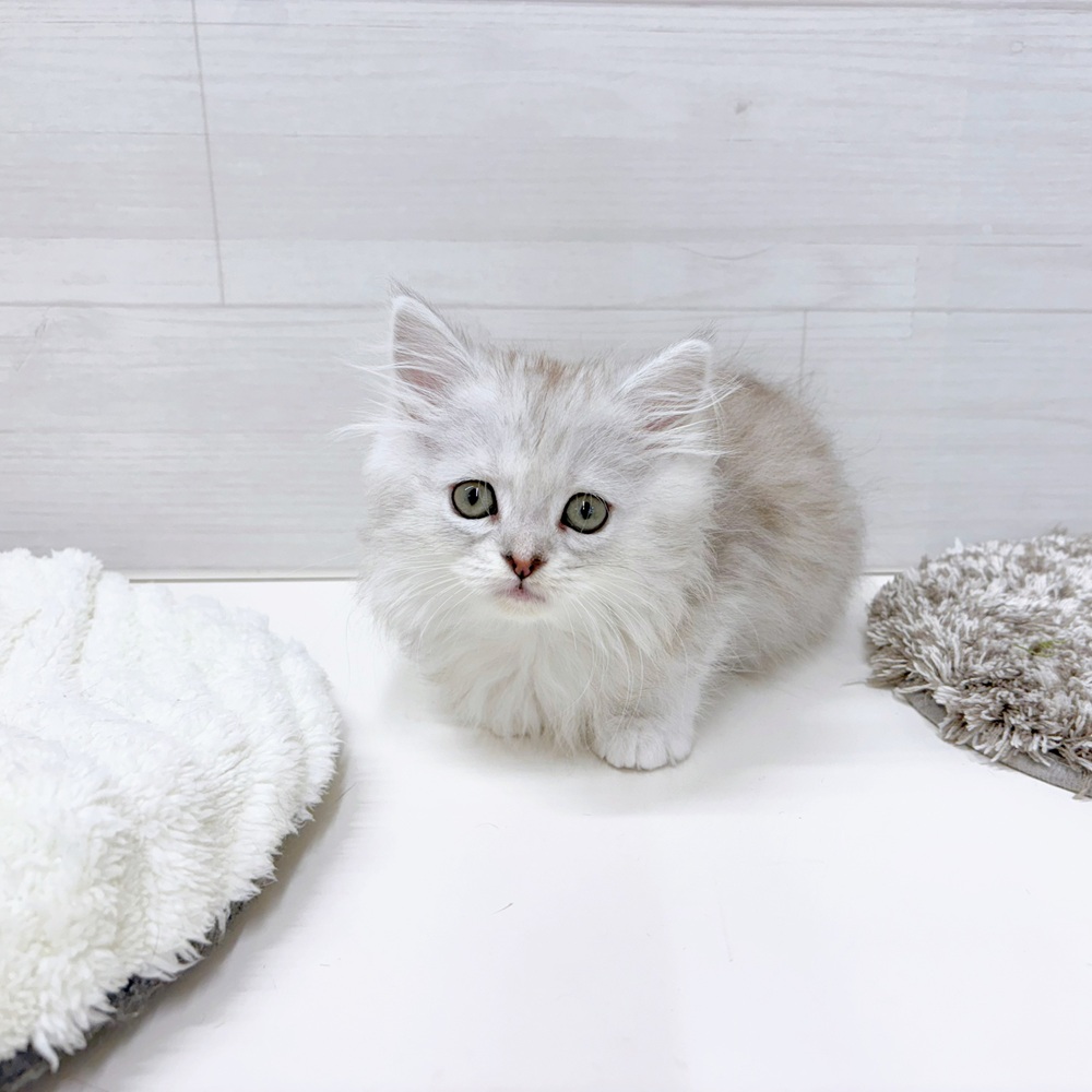 石川県のミヌエット (犬の家＆猫の里アミーゴ金沢おこばた店/2026年5月6日生まれ/女の子/シルバータビー)の子猫の2枚目の画像