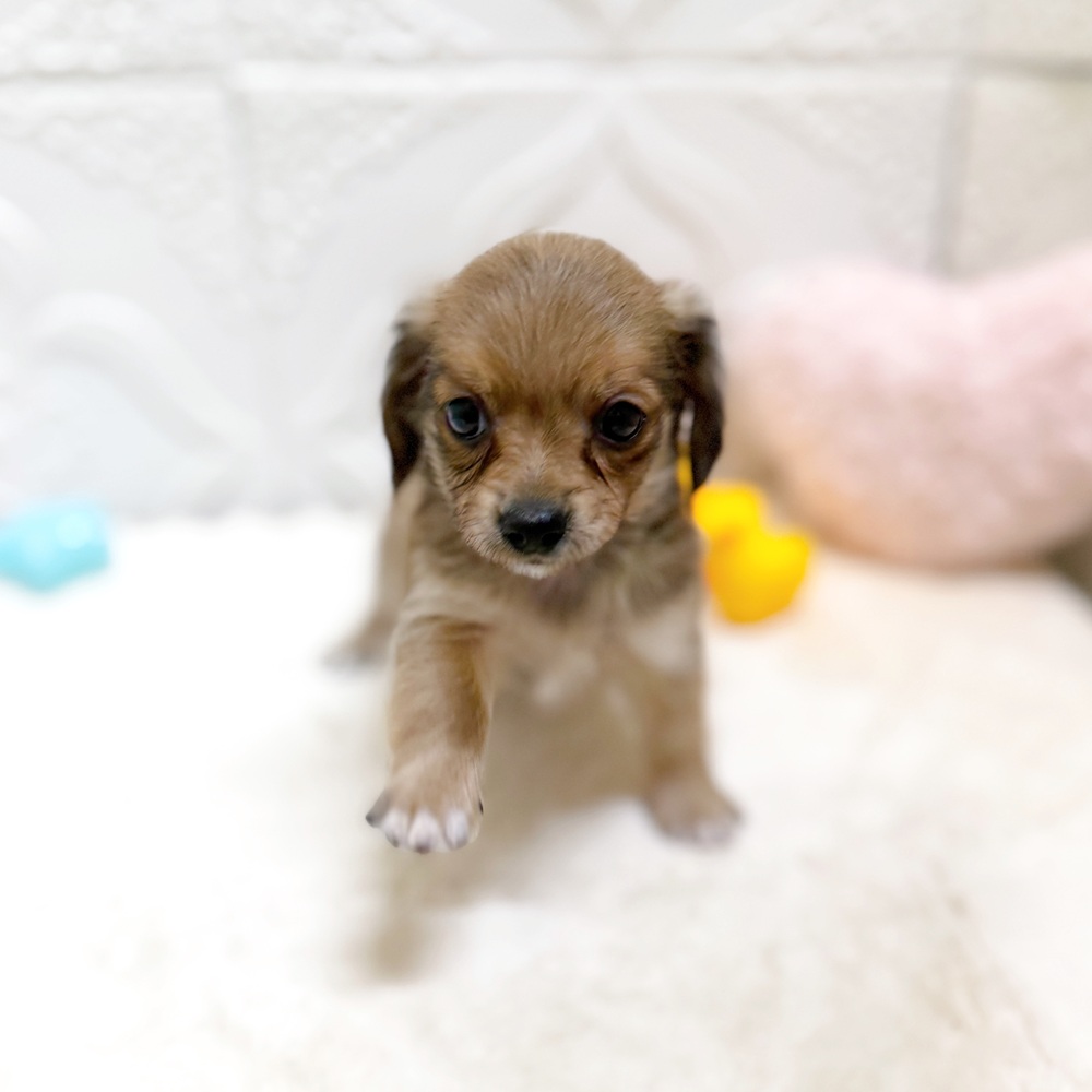 愛知県のチワックス(チワワ×ダックス) (犬の家＆猫の里岡崎店/2026年5月12日生まれ/男の子/レッド)の子犬の2枚目の画像