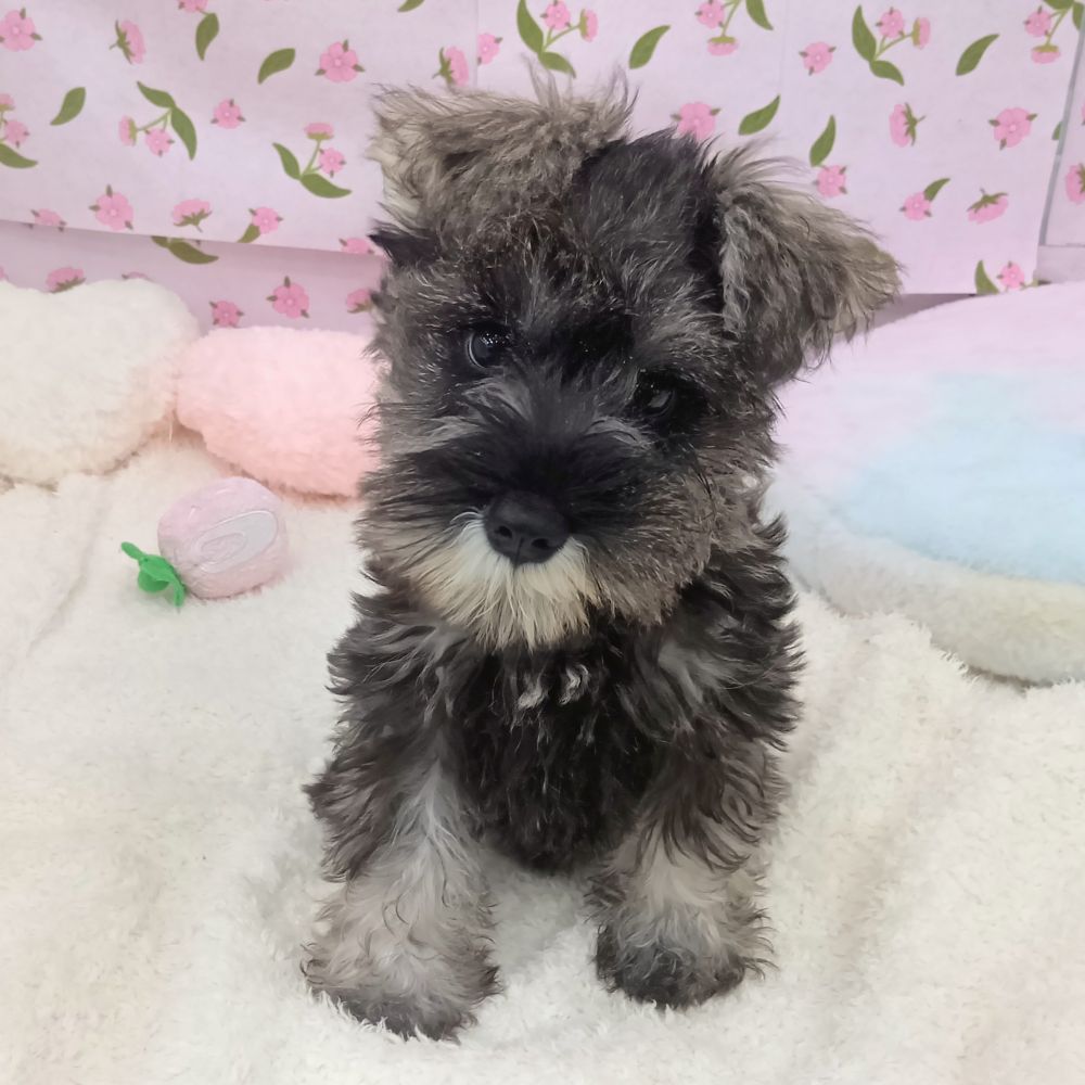 愛知県のミニチュアシュナウザー (犬の家＆猫の里エアポートウォーク店/2026年5月11日生まれ/男の子/ソルトペッパー)の子犬の2枚目の画像
