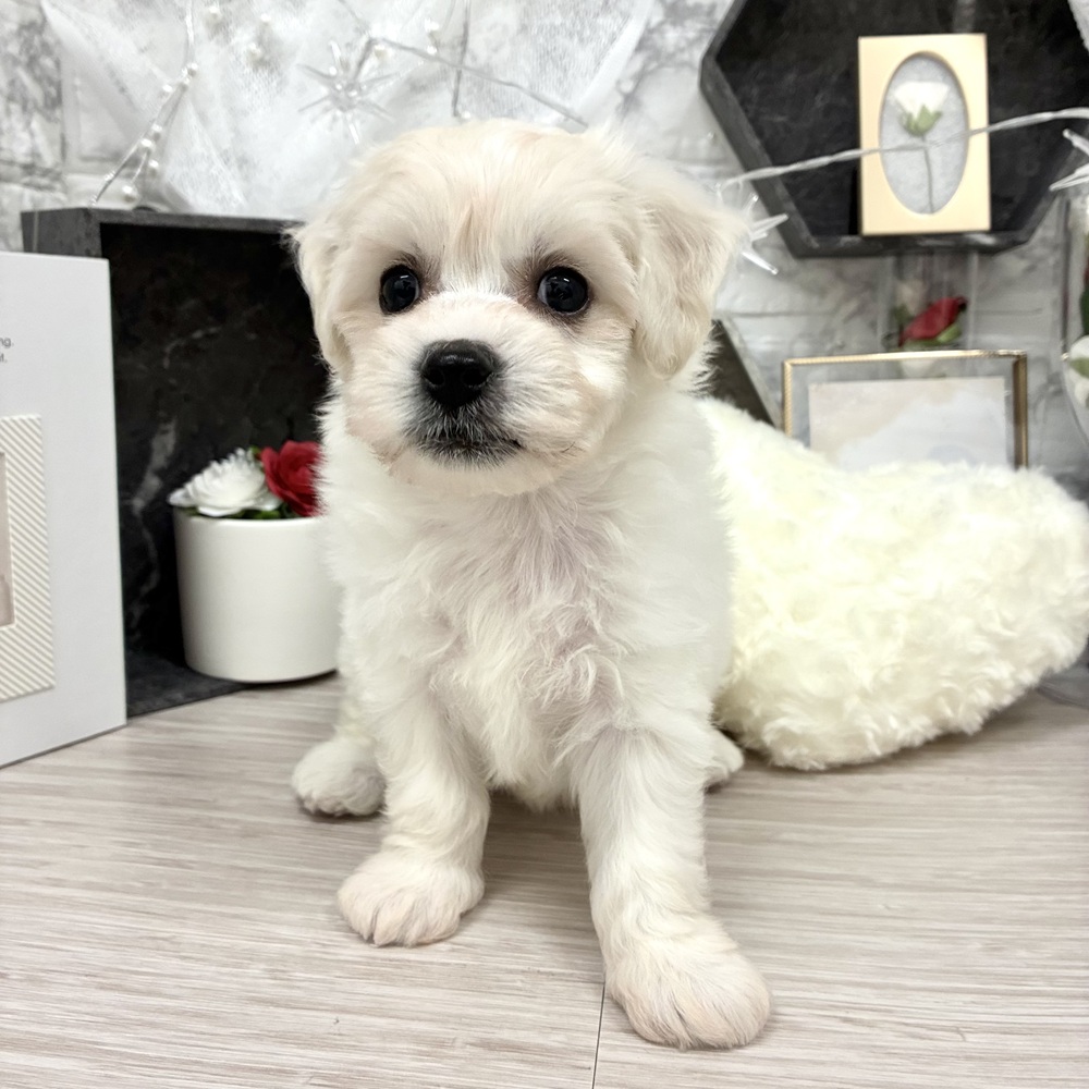 千葉県のビションフリーゼ (犬の家＆猫の里ワンズモール稲毛店/2026年5月10日生まれ/女の子/ホワイト)の子犬の2枚目の画像